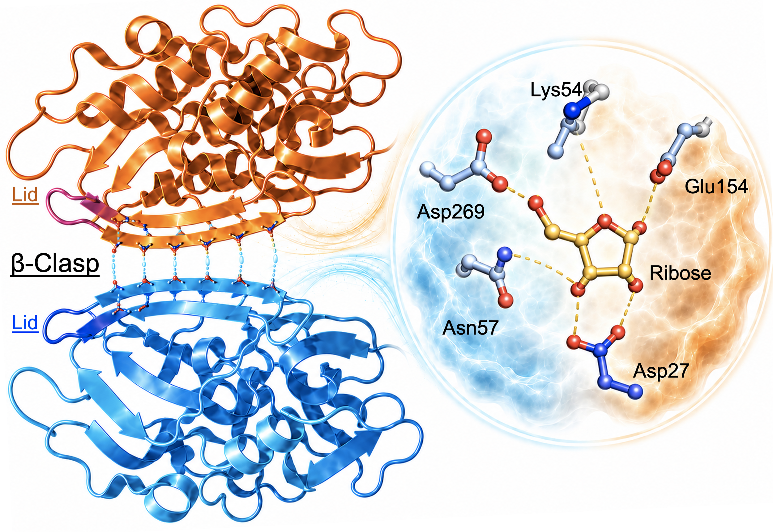 Structural Insights into the β-Clasp and Dimerization Interface of Human Ribokinase