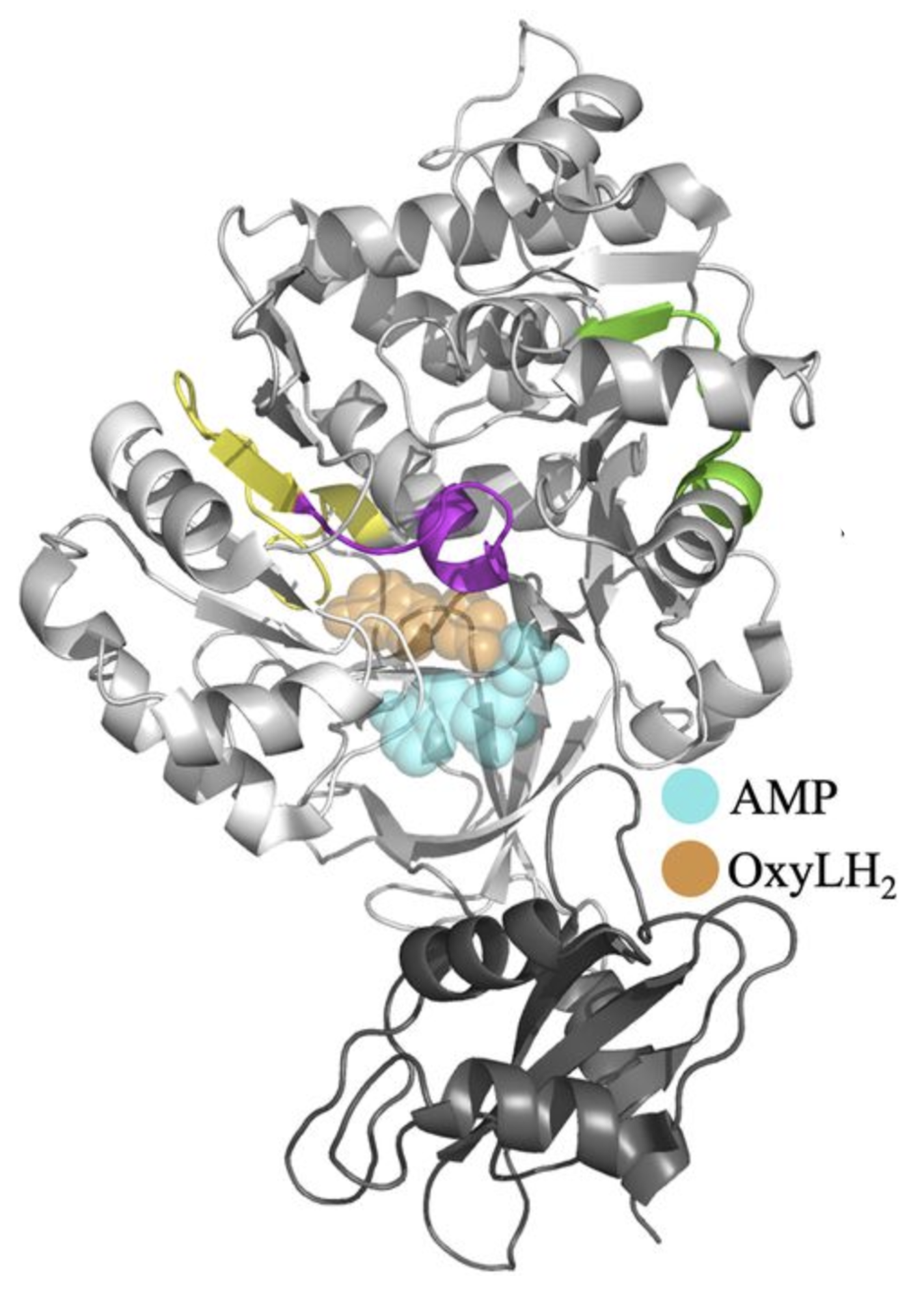Mapping the structural dynamics of red- and blue-emitting beetle luciferases revealed by HDX-MS