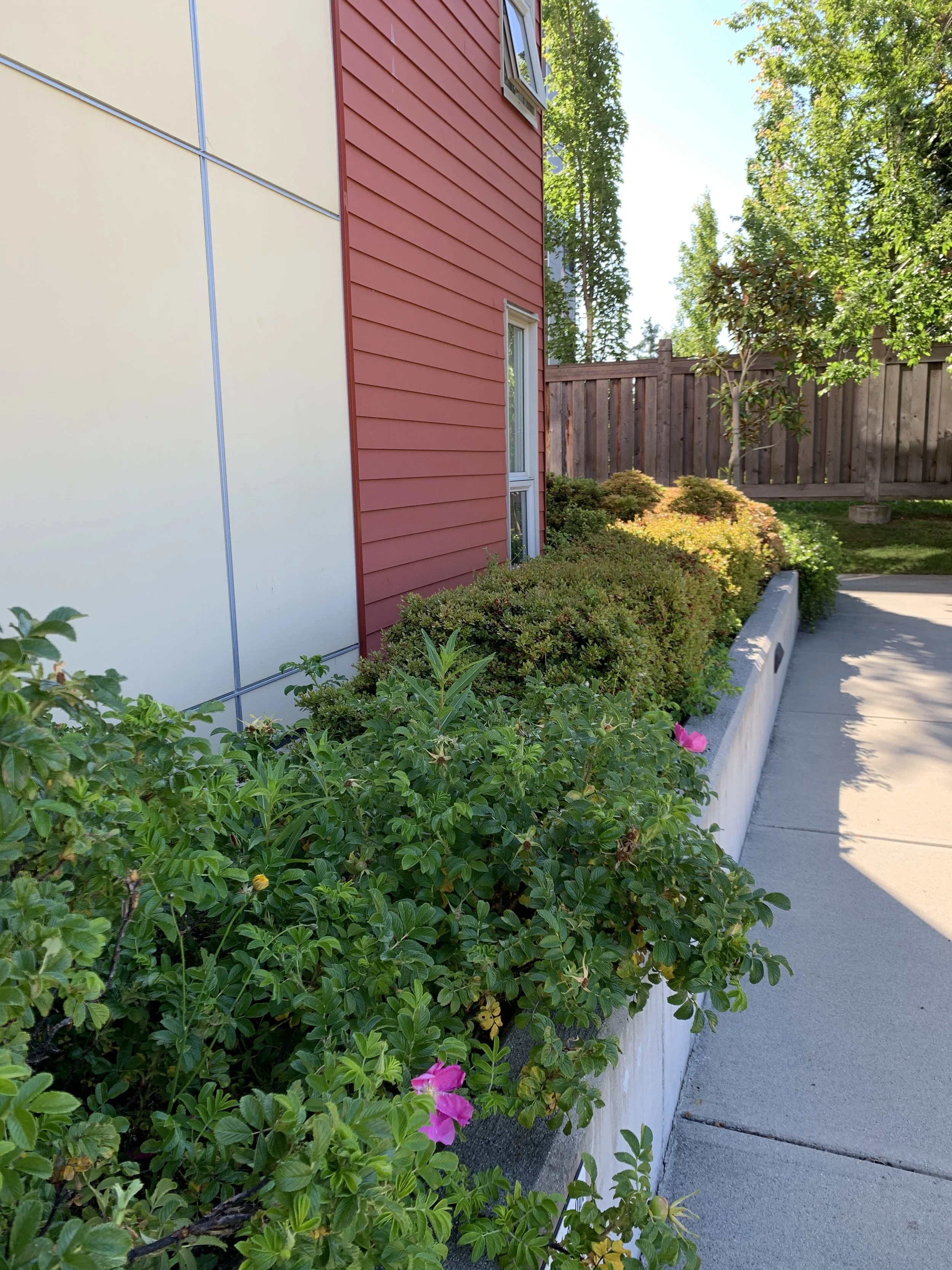 garden walkway.