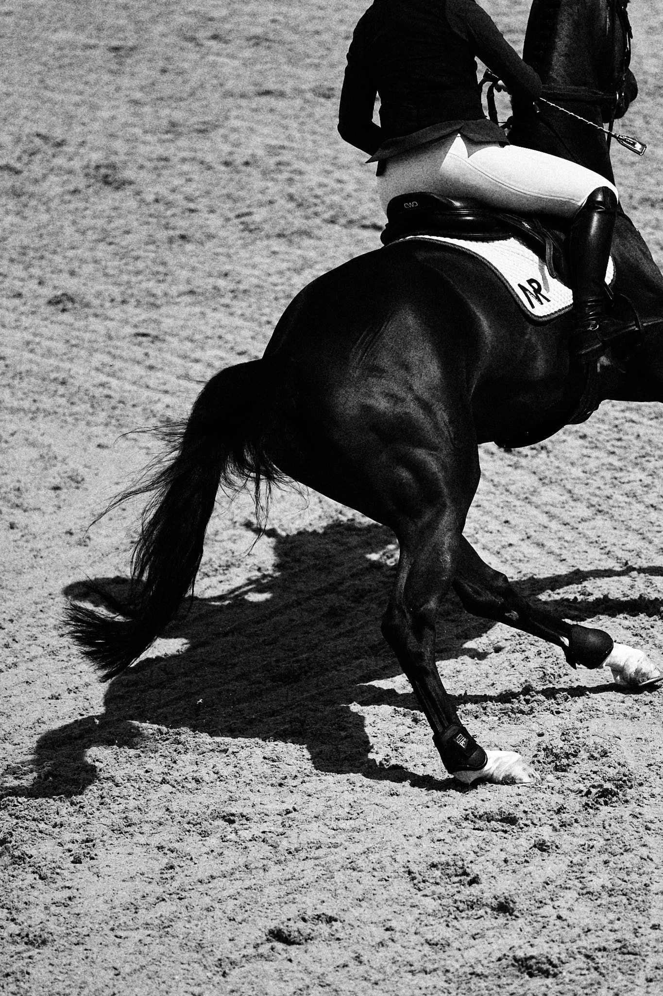 Equestrian_TraverseCity_HorseShows_Michigan 8.jpg