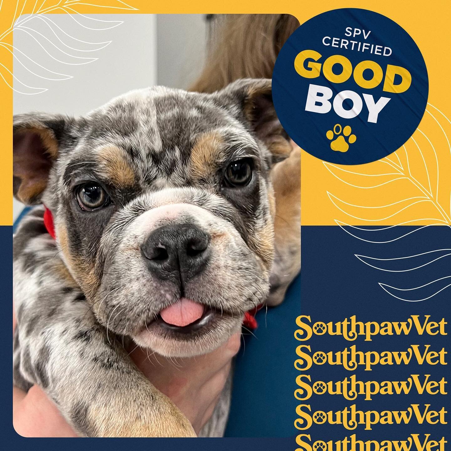 Southpaw Vet Southpaw Vet