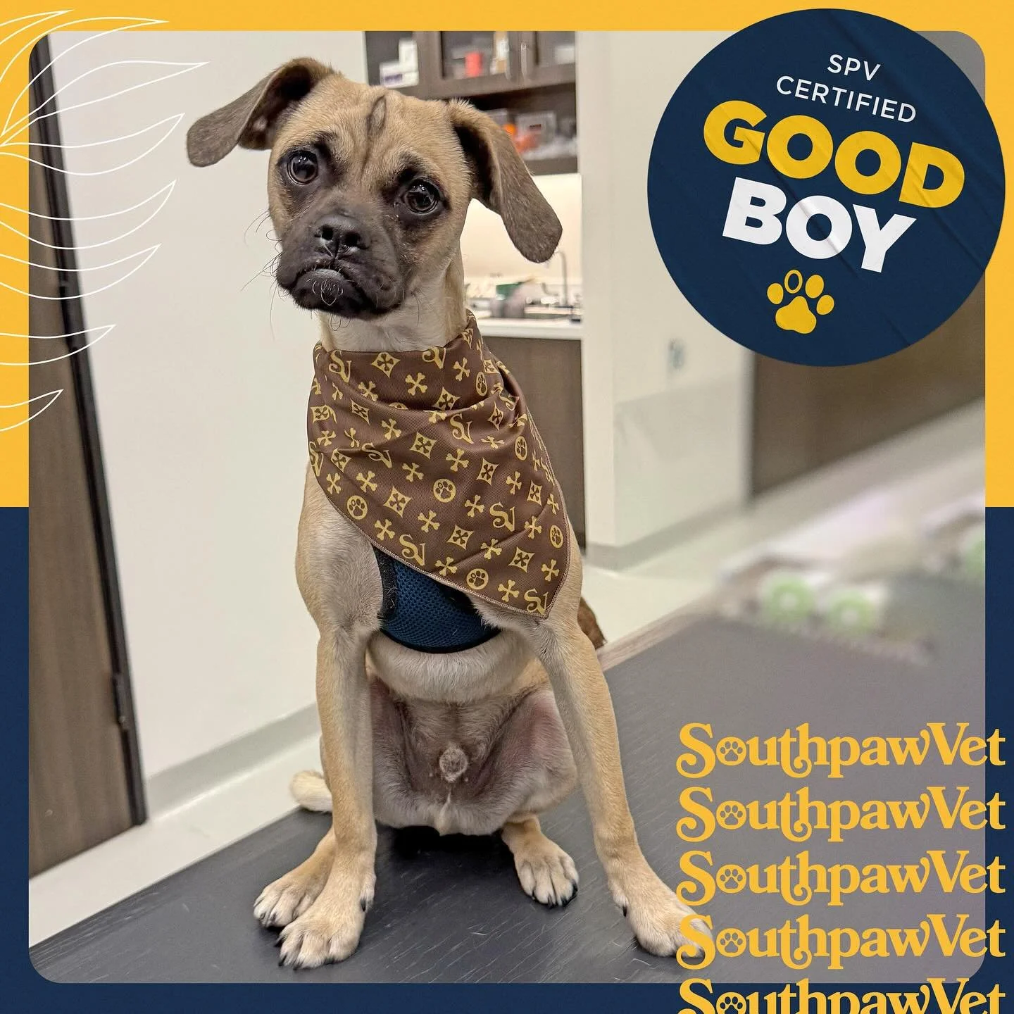 A pug poodle?! A pugle? A Poog? Either way, Kona is a very good boy.