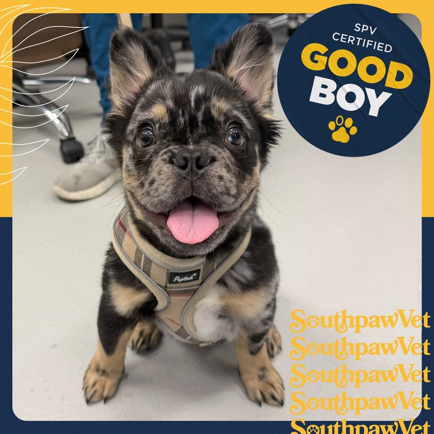 BIG smiles from fluffy frenchie Bear!