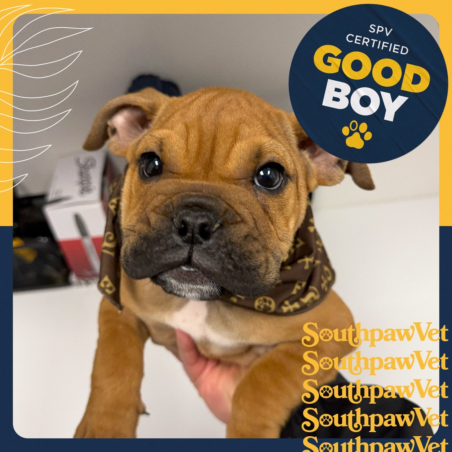 Moose! Such a sweetie and loved to give us all nose kisses. 10/10 good boy.