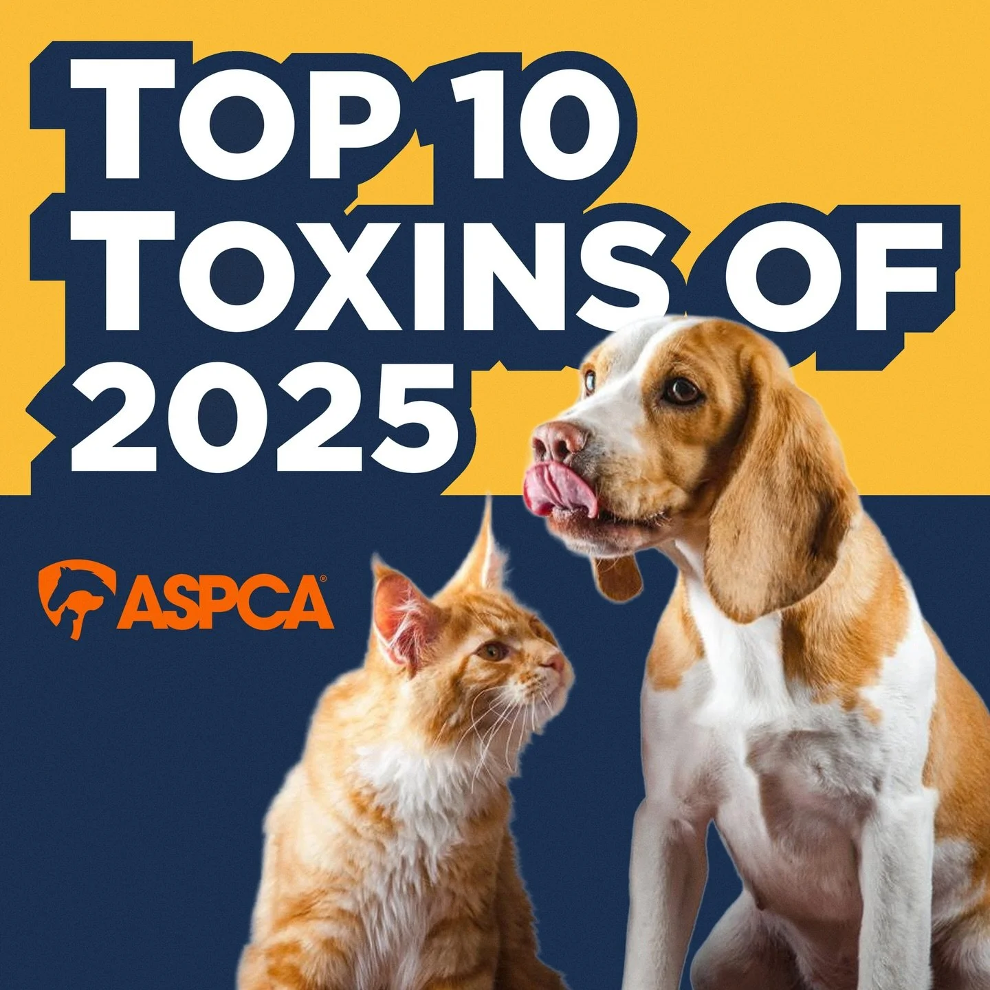 March is National Pet Poison Prevention Month-a timely reminder that many common household items can quickly become medical emergencies for pets. If you have any reason to suspect your pet has ingested something toxic, please contact us at Southpaw V