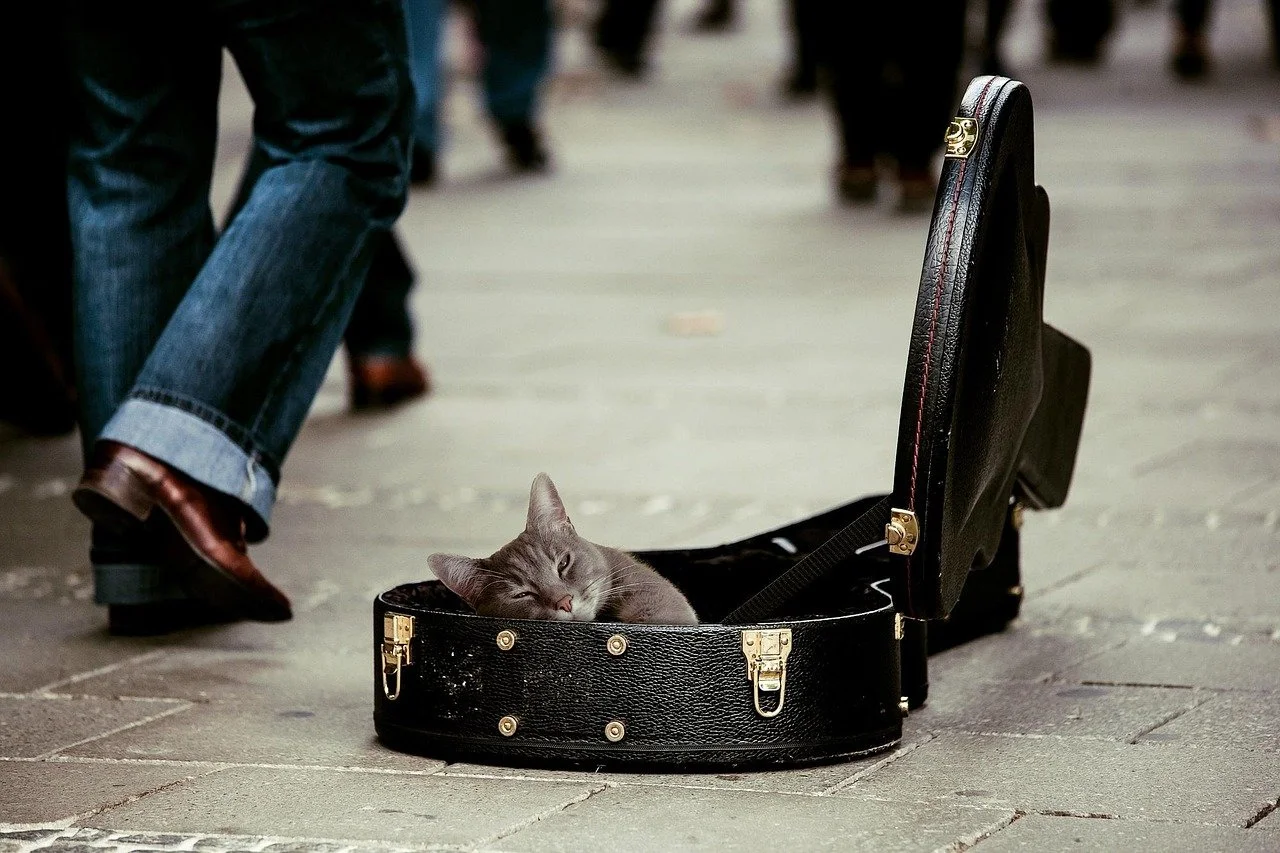 80% of pet owners vastly underestimate the costs of pet care