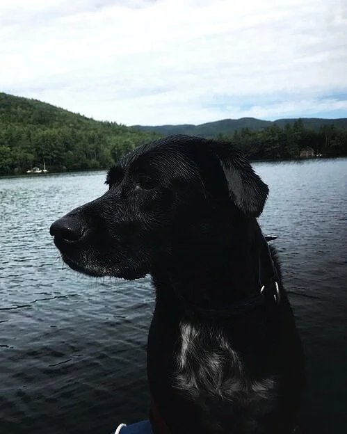 Black dog sitting by a lake with forested hills and cloudy sky in the background.