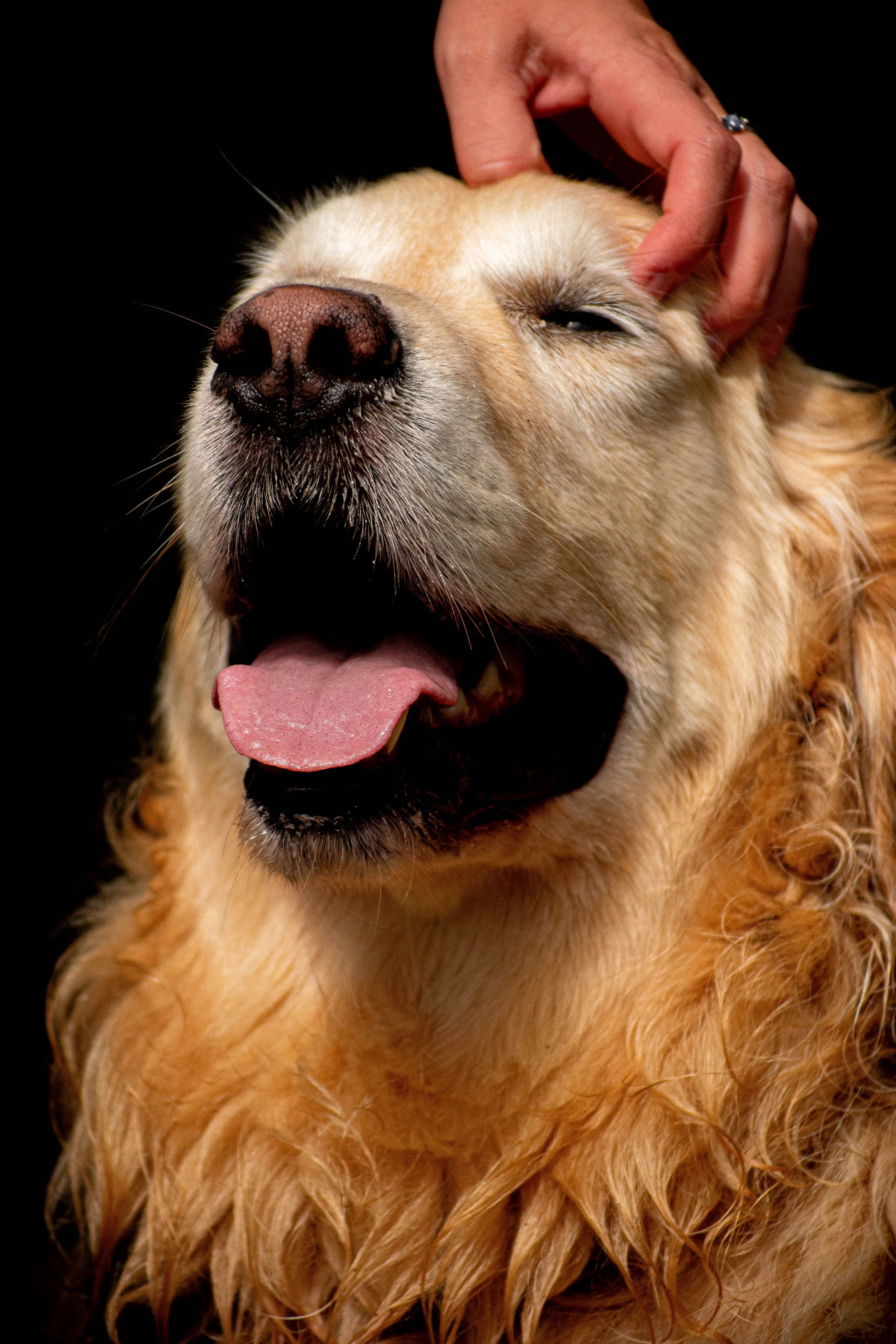 A Golden Retriever dog with closed eyes, mouth open, tongue out, being petted on the head by a person with a ring on their finger.