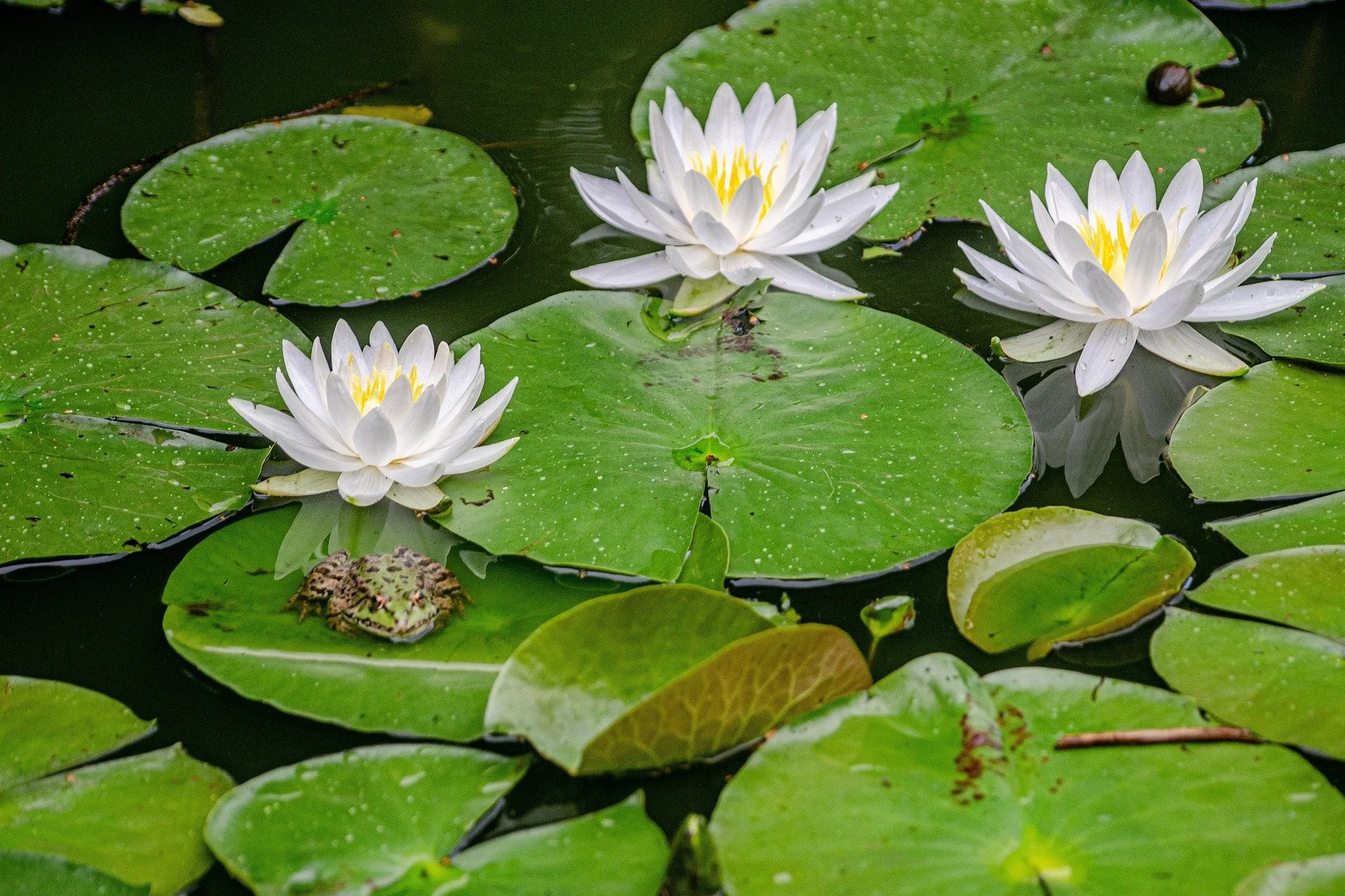 The Wisdom of Compassion: Therapeutic Healing Through Self-Compassion