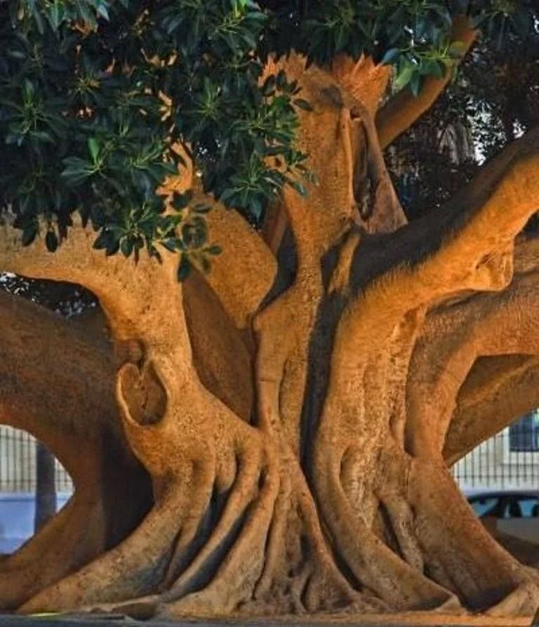 iroko tree.jpeg