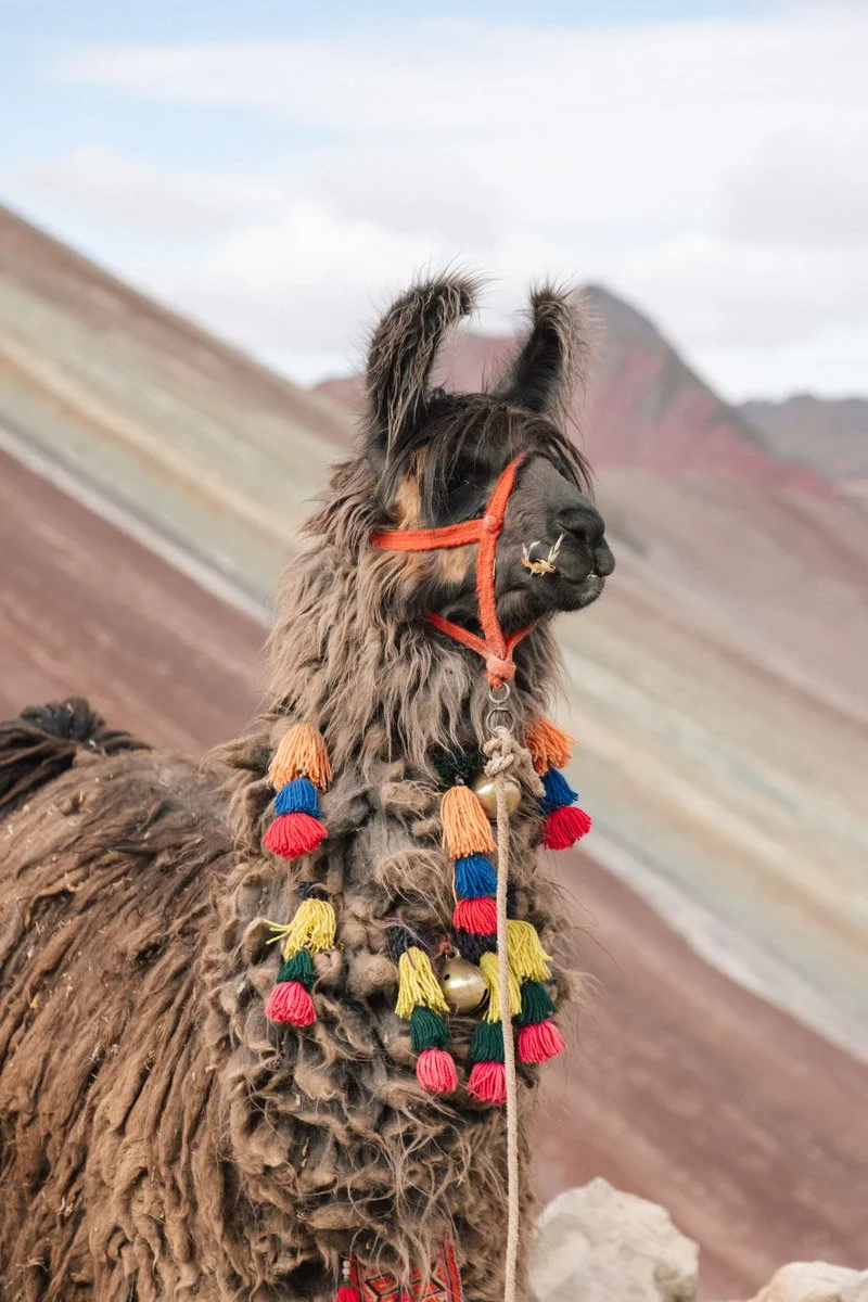 A llama decorated with colorful tassels and bells around its neck, standing against a mountainous landscape. Seven colors Peru. Travel Photography by Sergio Gutiérrez sergiogutierrezphoto.