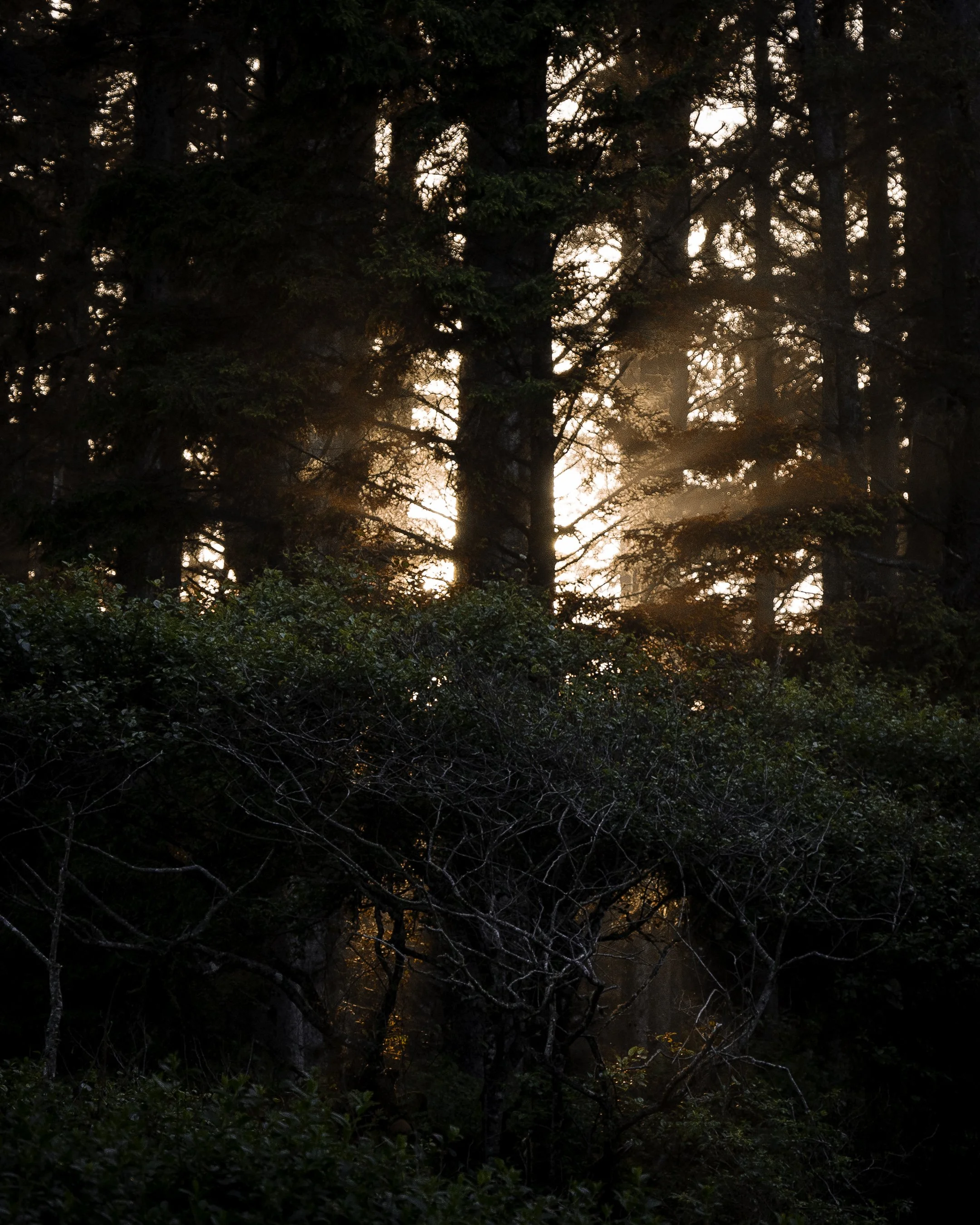 A7304980-2.jpg