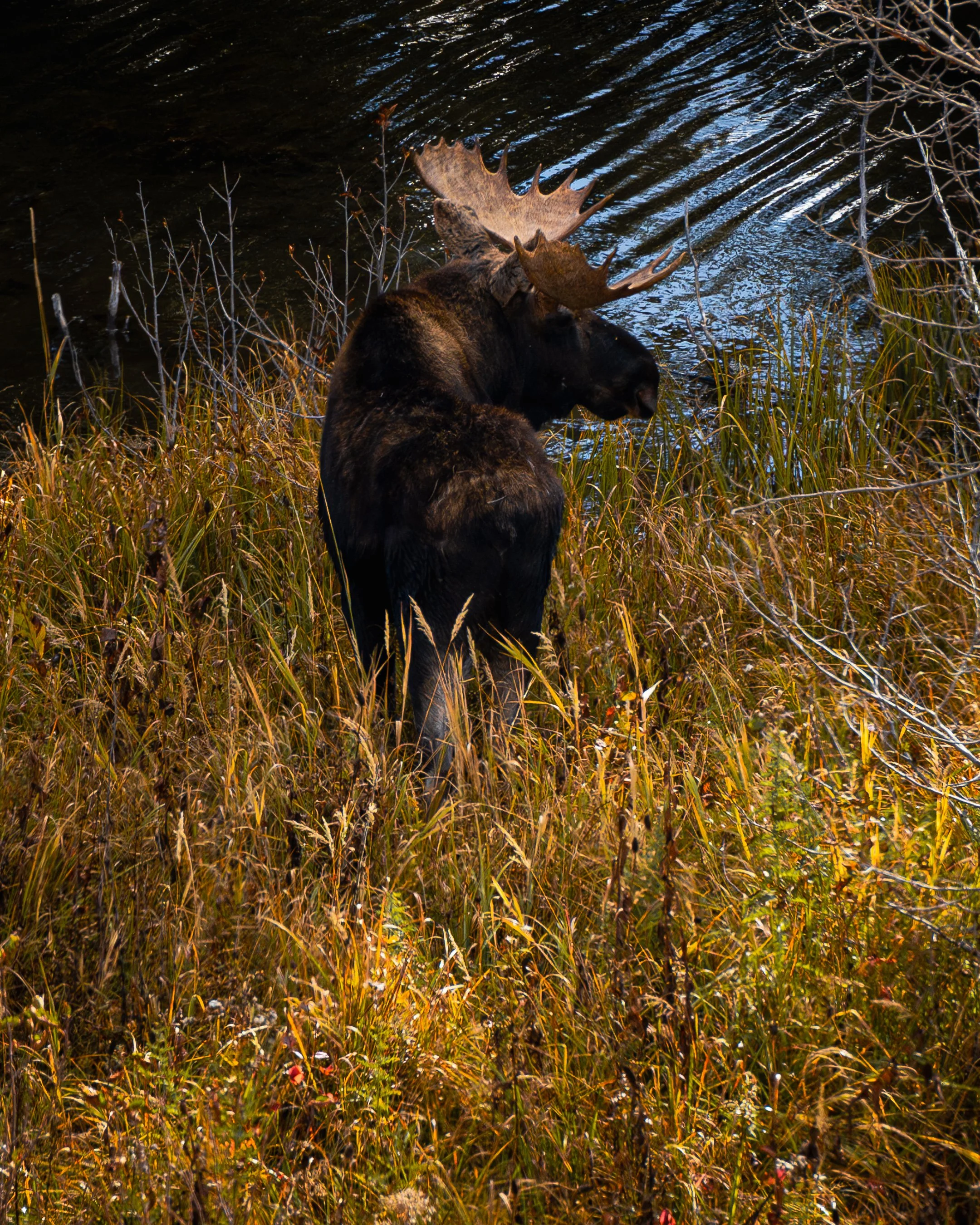 A7302483-Enhanced-NR.jpg