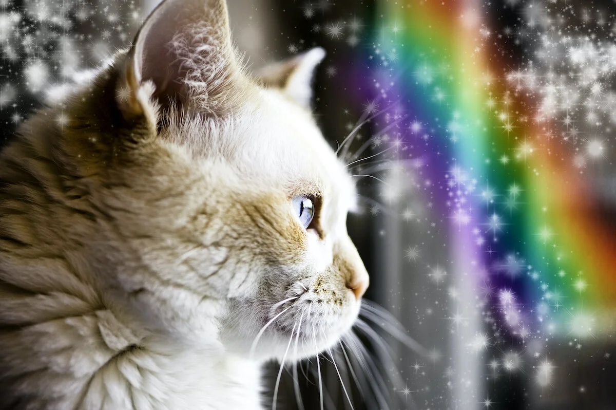 Pets Are Mortal, Too