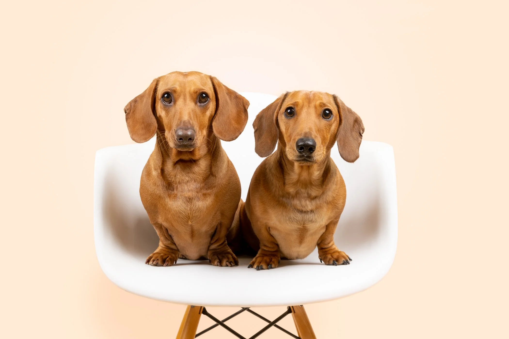 The Dog Club_Hank and Charlie-13.jpg
