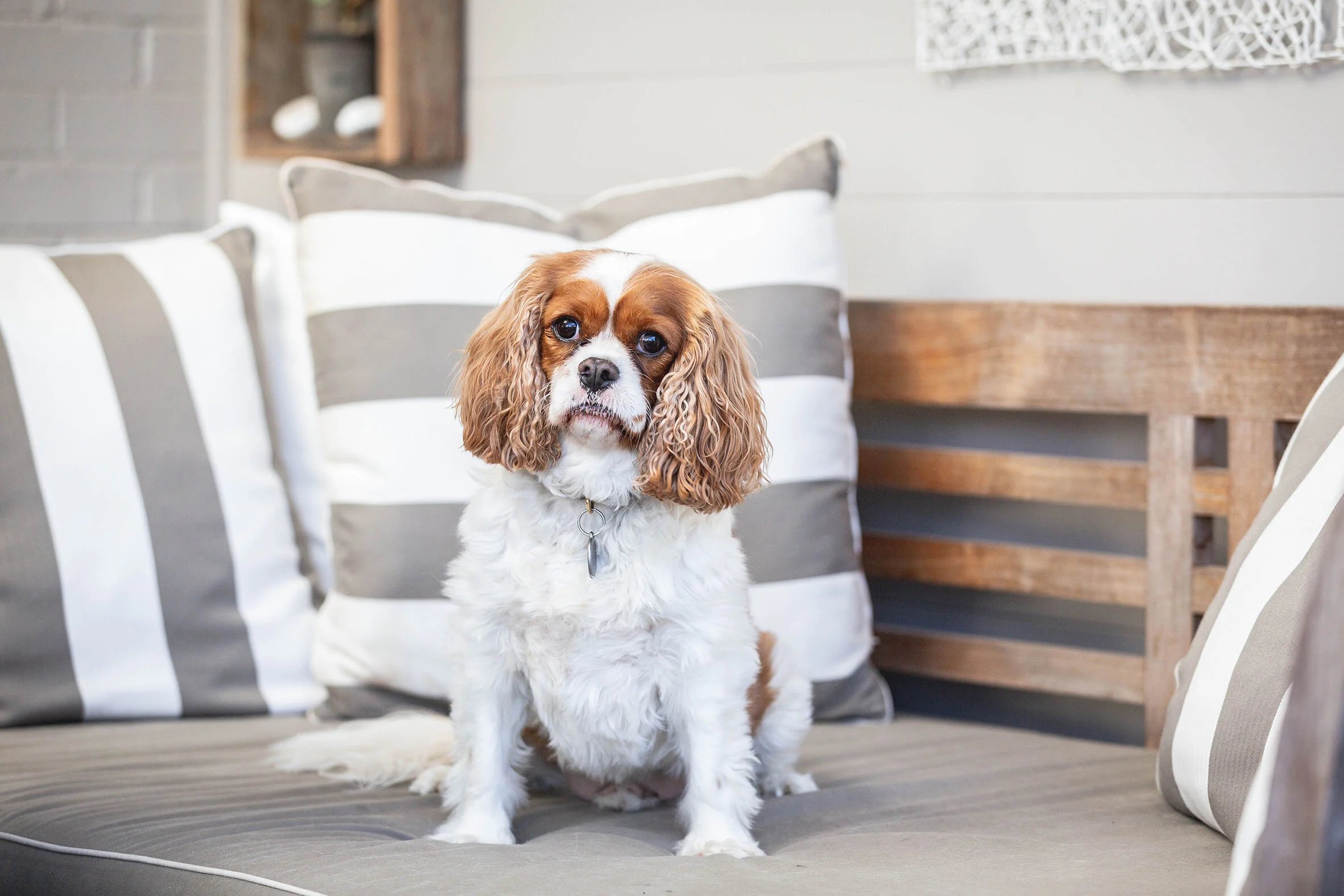 MissyandmePhotography_Archie and Max-3.jpg