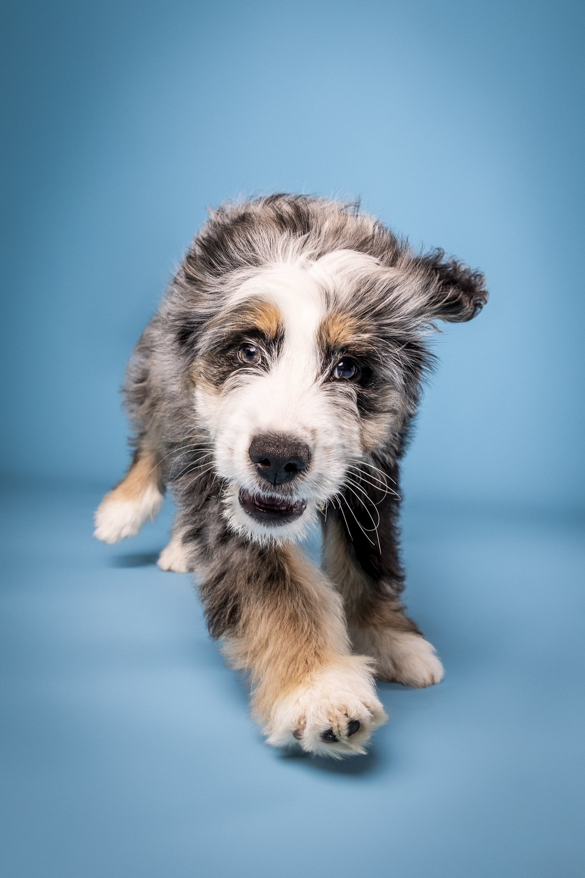 Otis-10.jpg