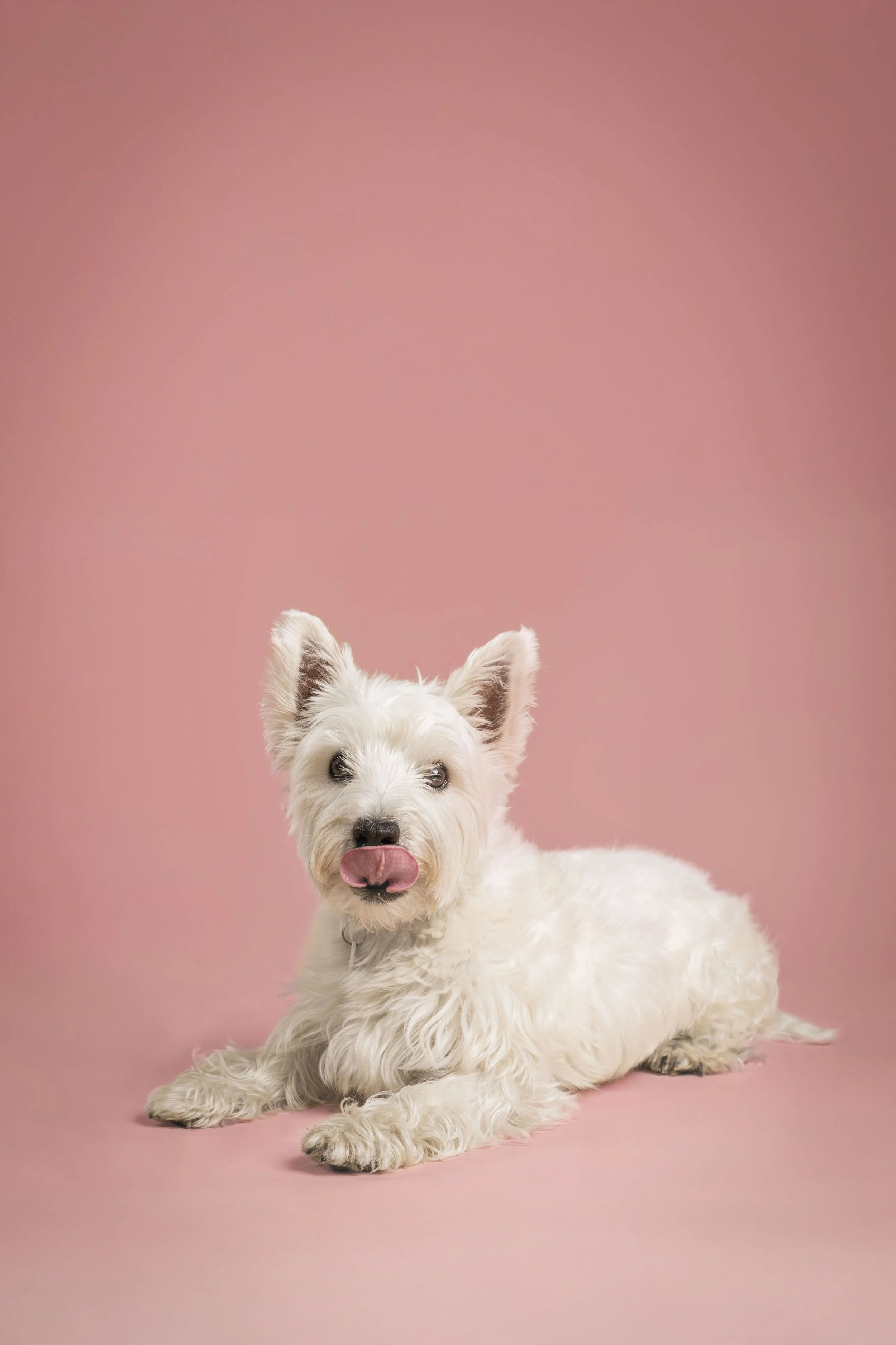 Scruffys dogs shoot - Specialization6063-1.jpg