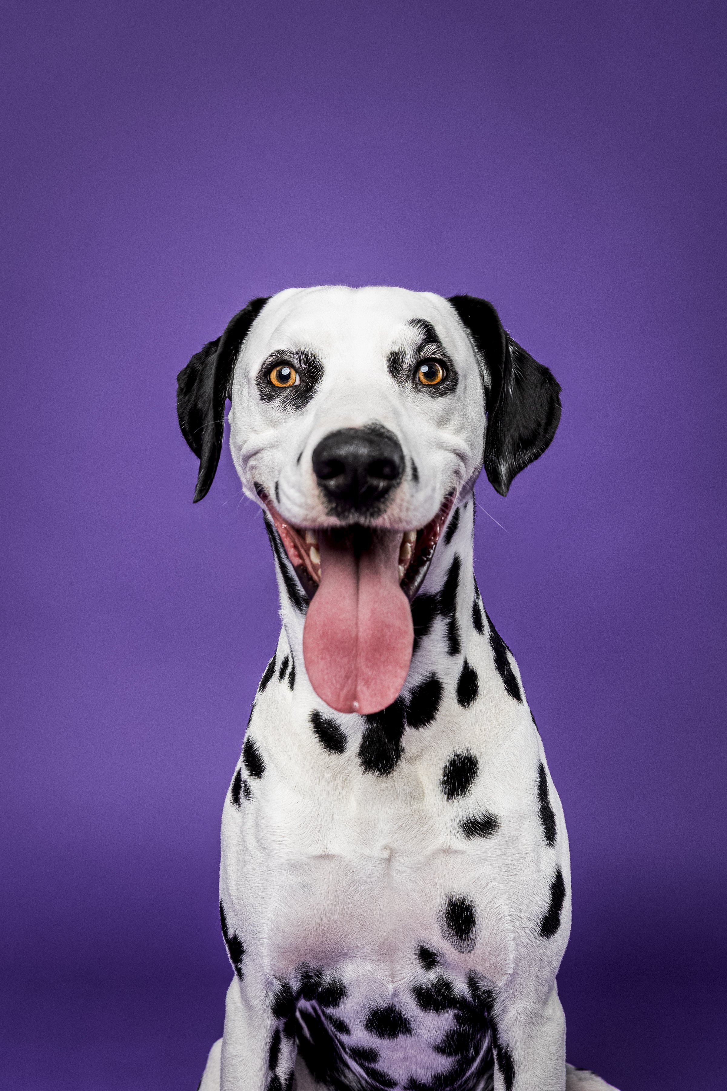 Missyandme_Ziggy-2.jpg