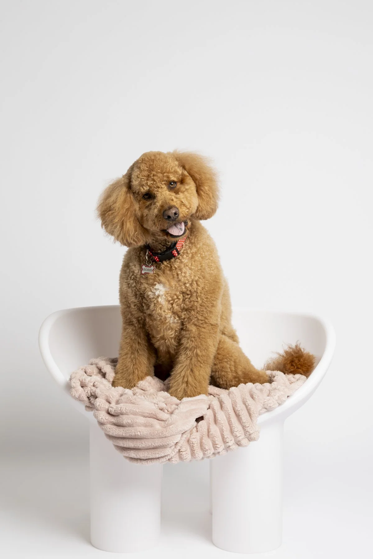 Dog Dads_2025_Bobbi-18.jpg