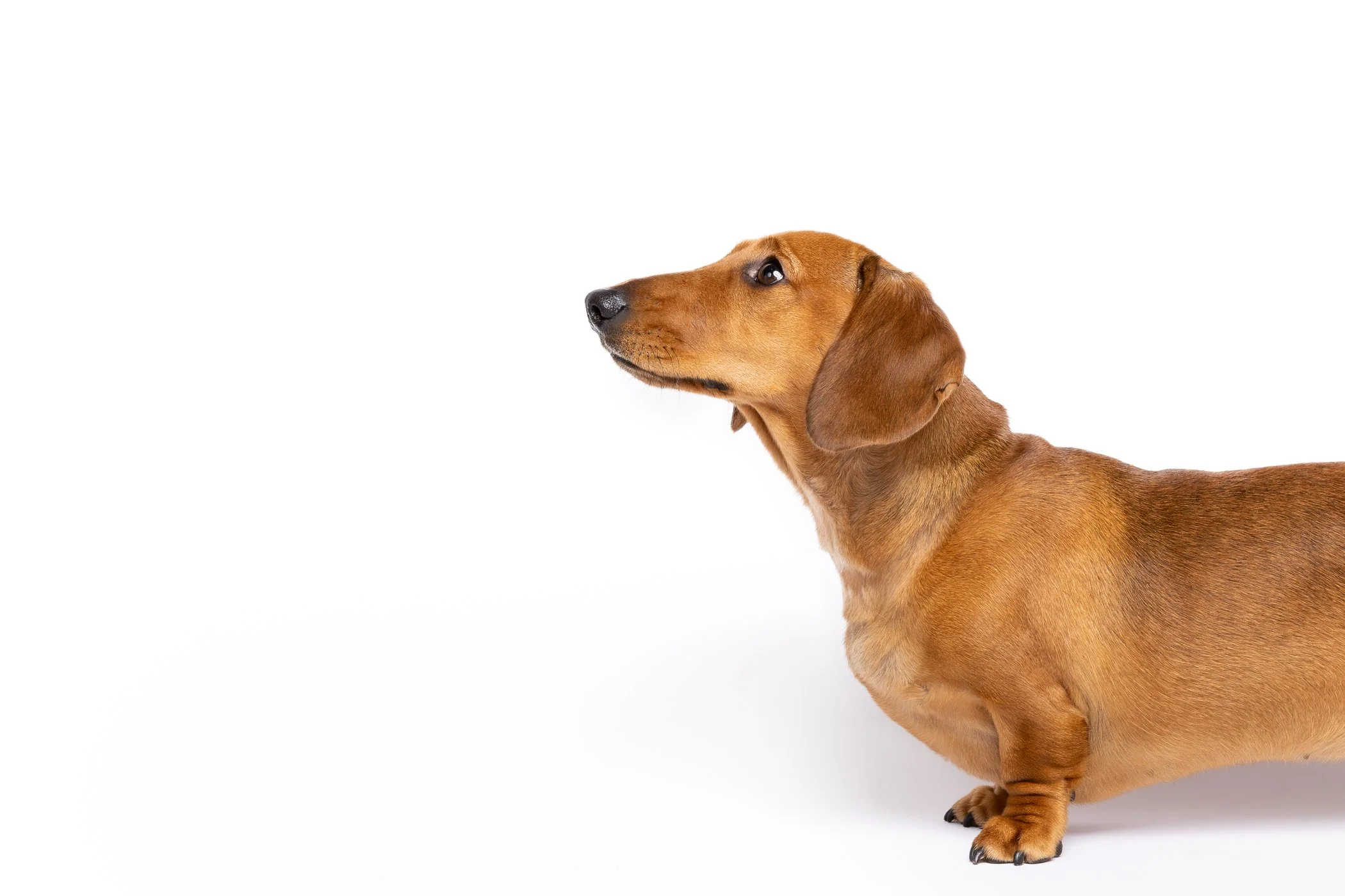 The Dog Club_Hank and Charlie-19.jpg