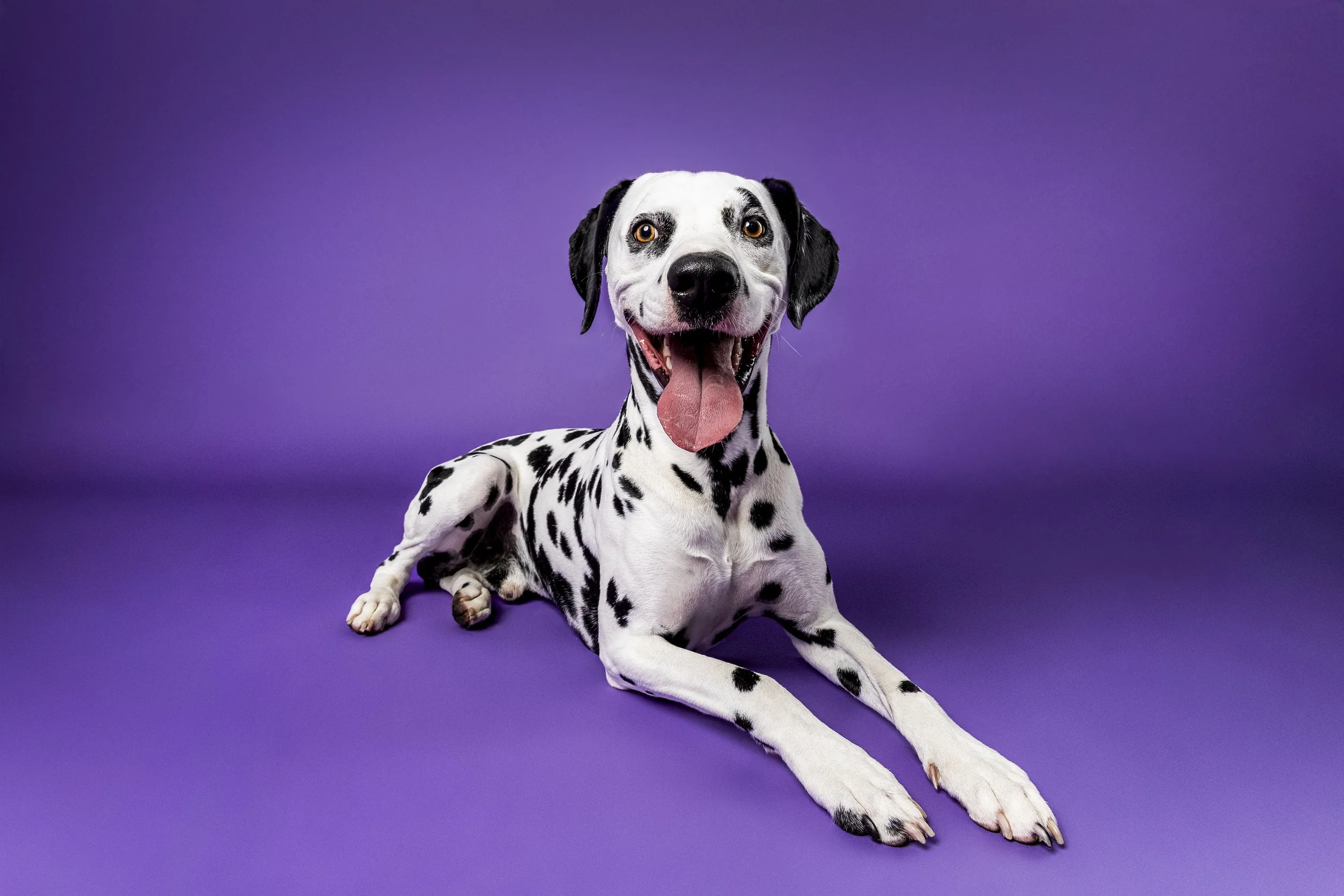 Missyandme_Ziggy-1.jpg