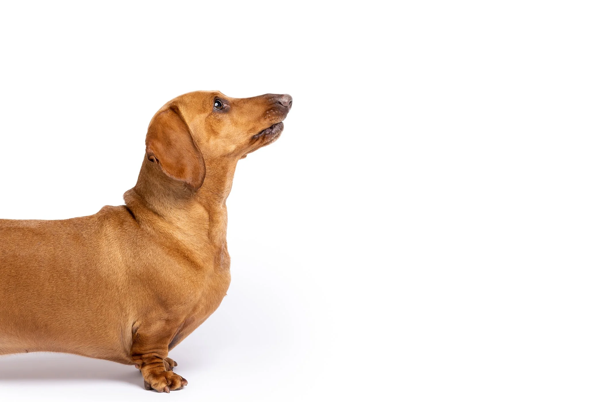 The Dog Club_Hank and Charlie-16.jpg