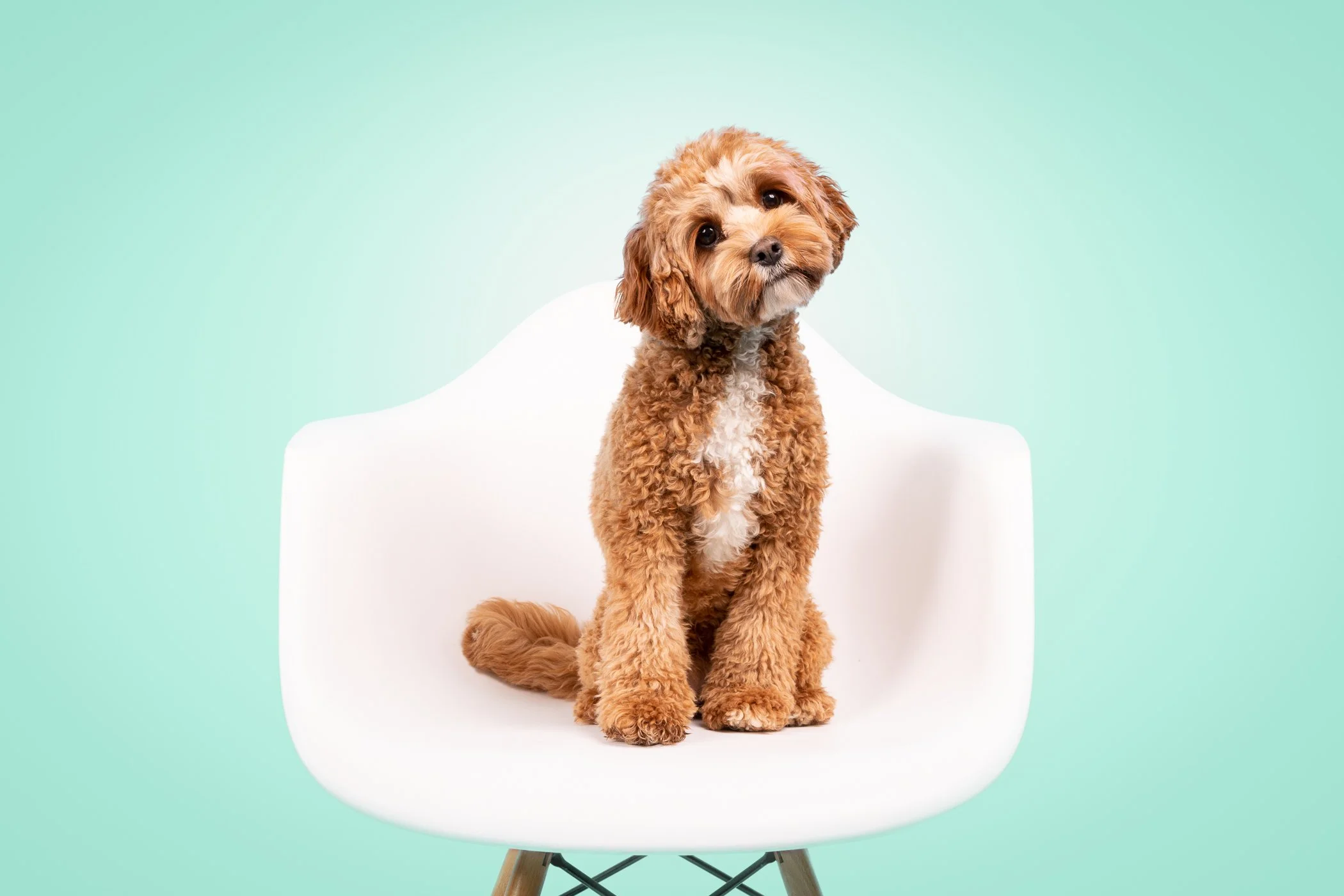 The Dog Club_Frankie-5.jpg
