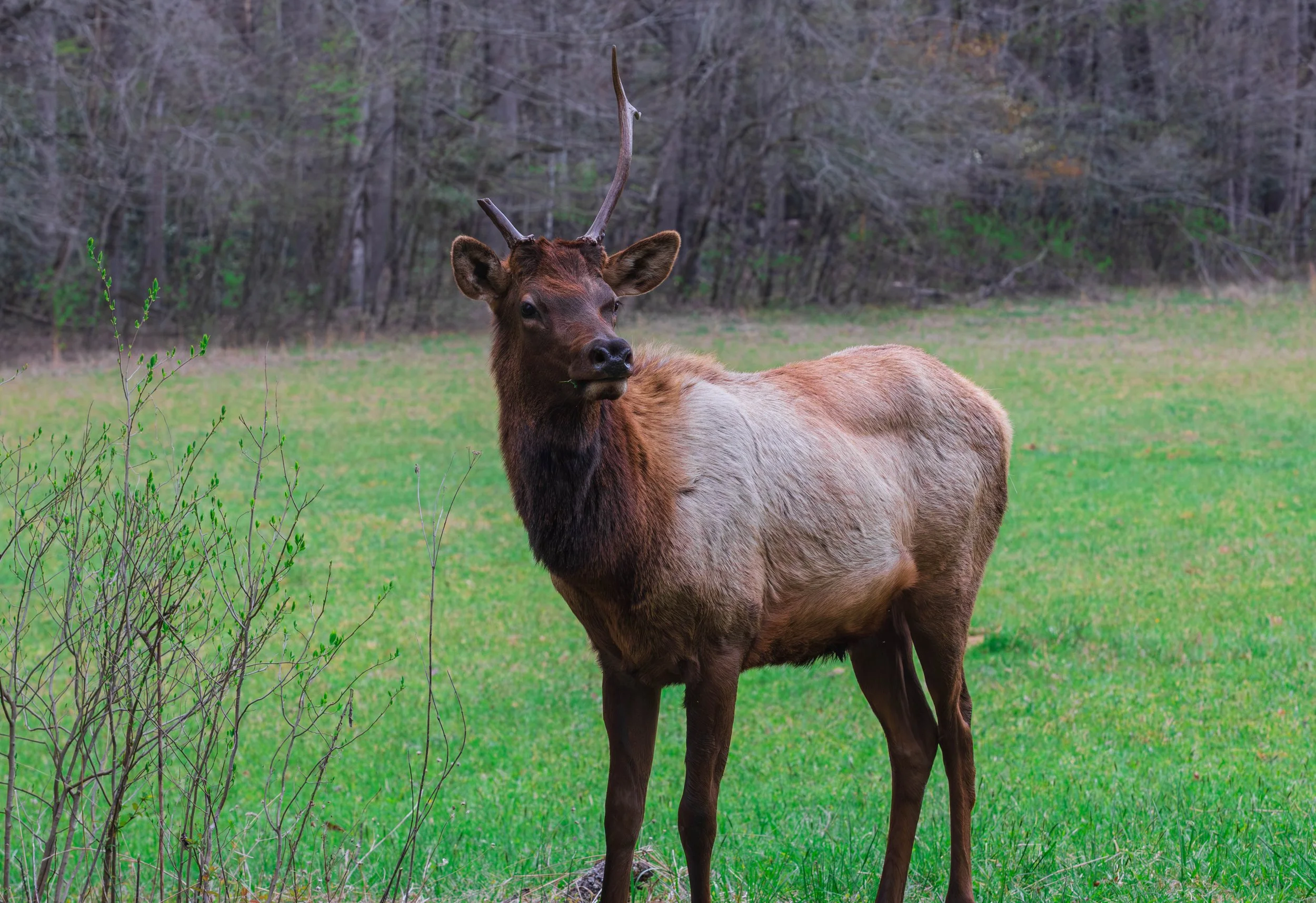 Elk (1).jpg