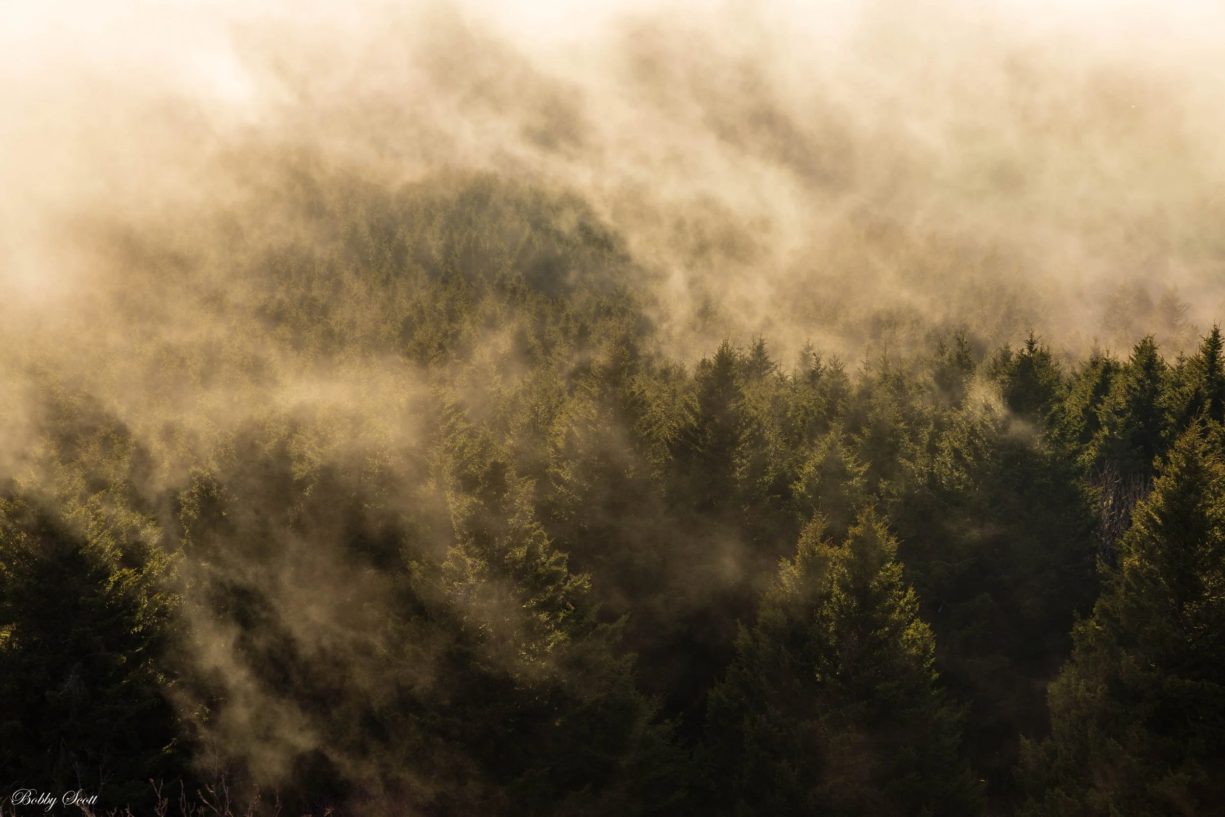 Pine Patch at Black Balsam.jpg