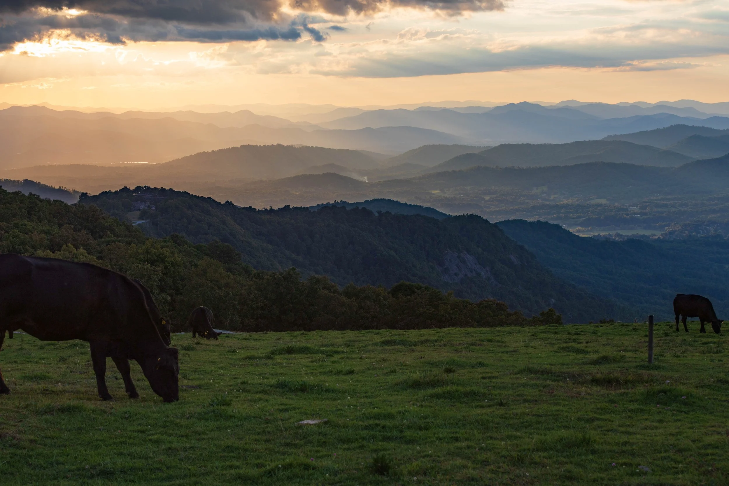 Cows in Sunset.jpg