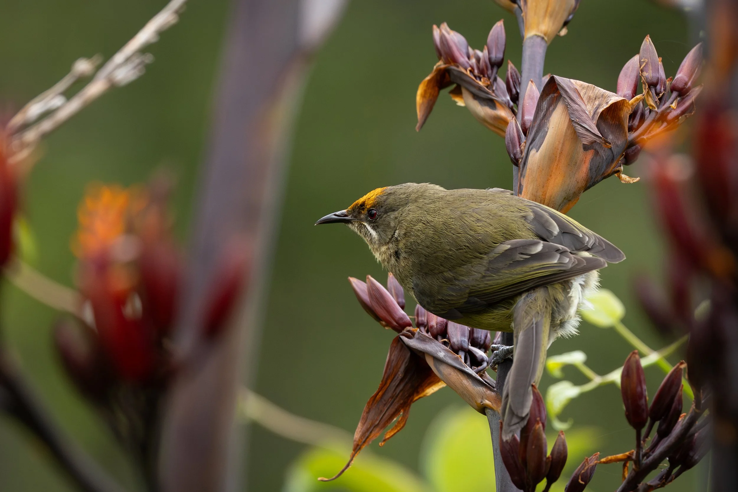 Bird_02.jpg