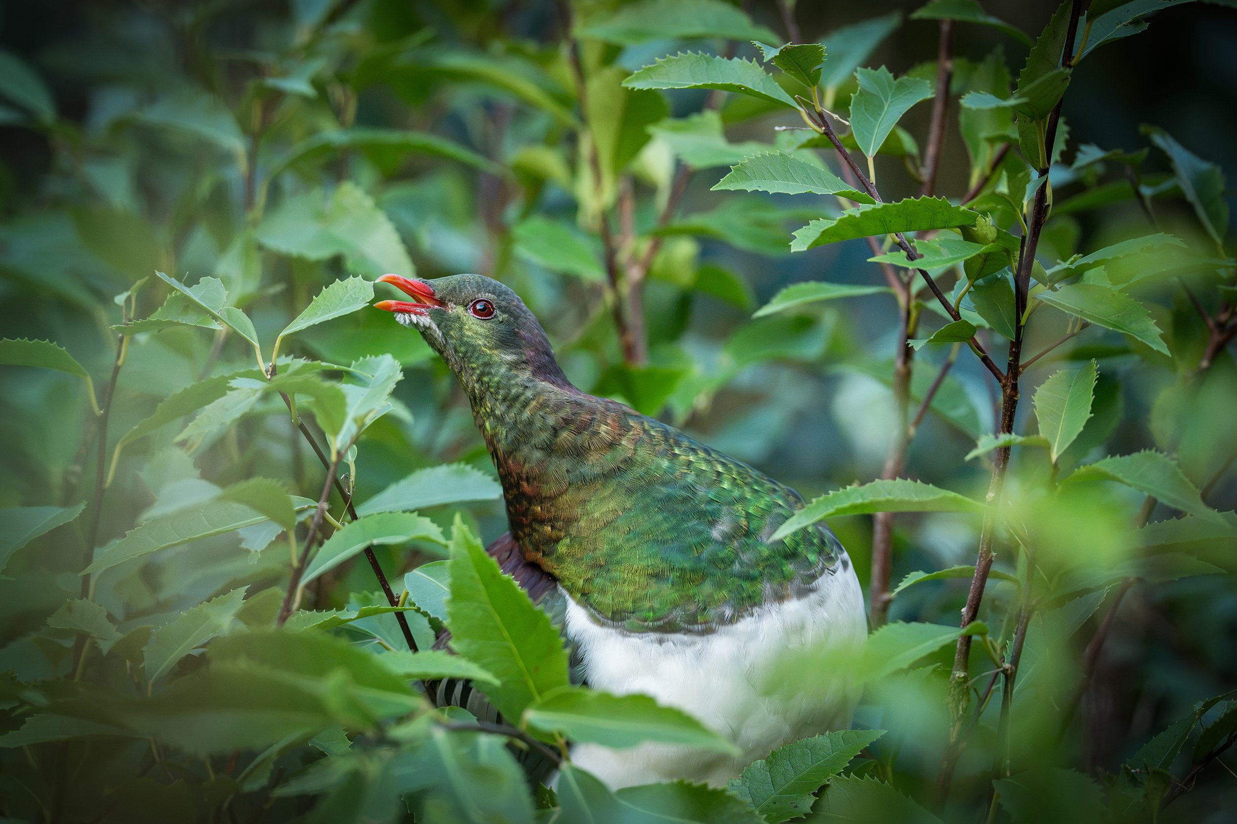 Bird_13.jpg