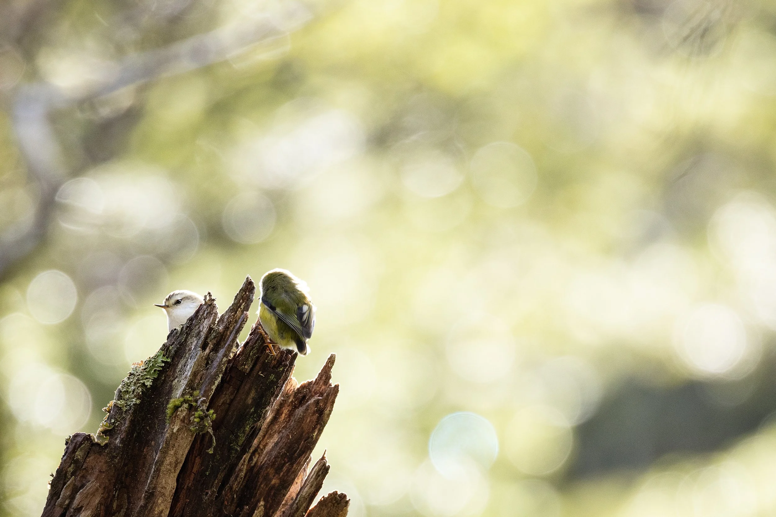Bird_05.jpg