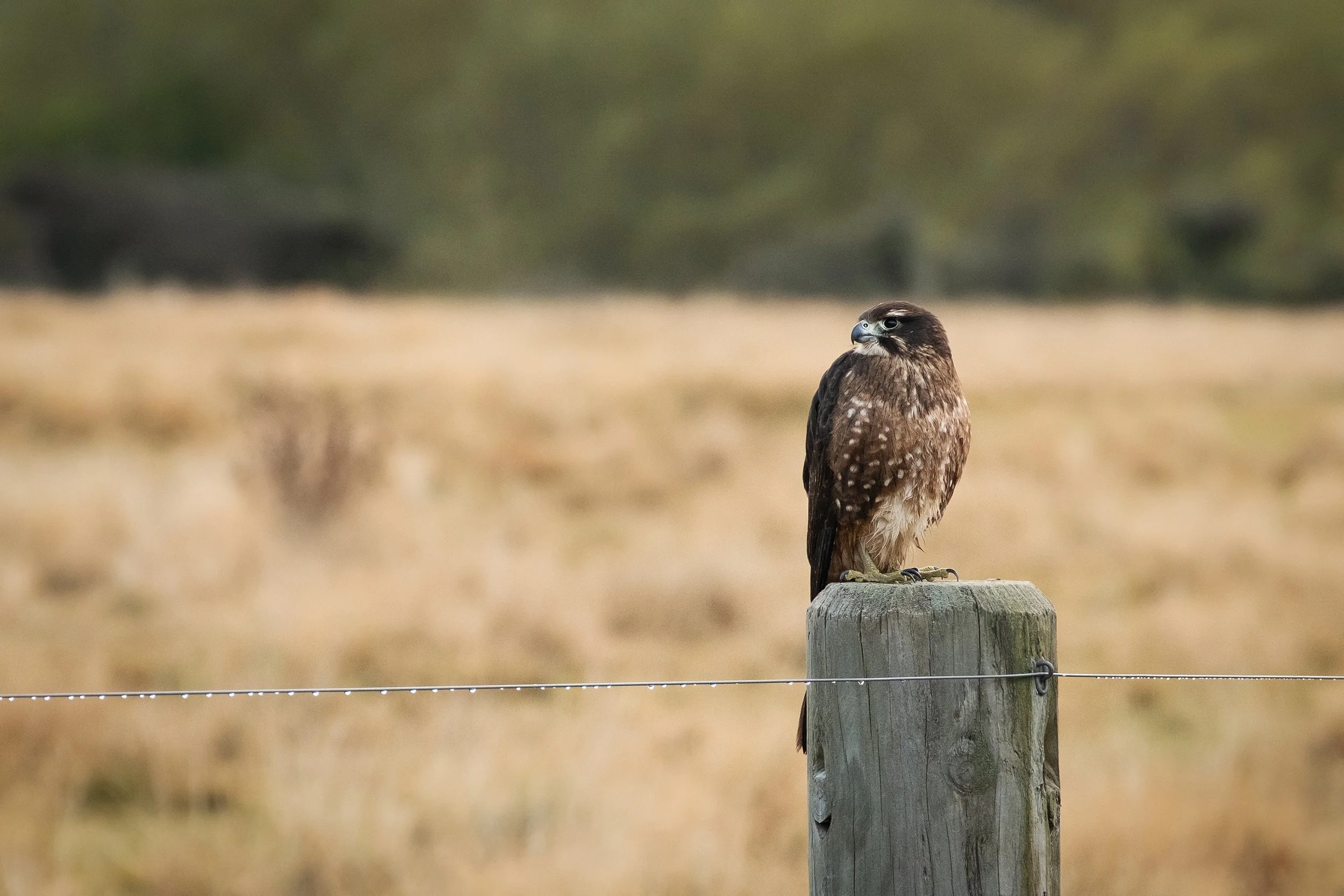 Bird_04.jpg