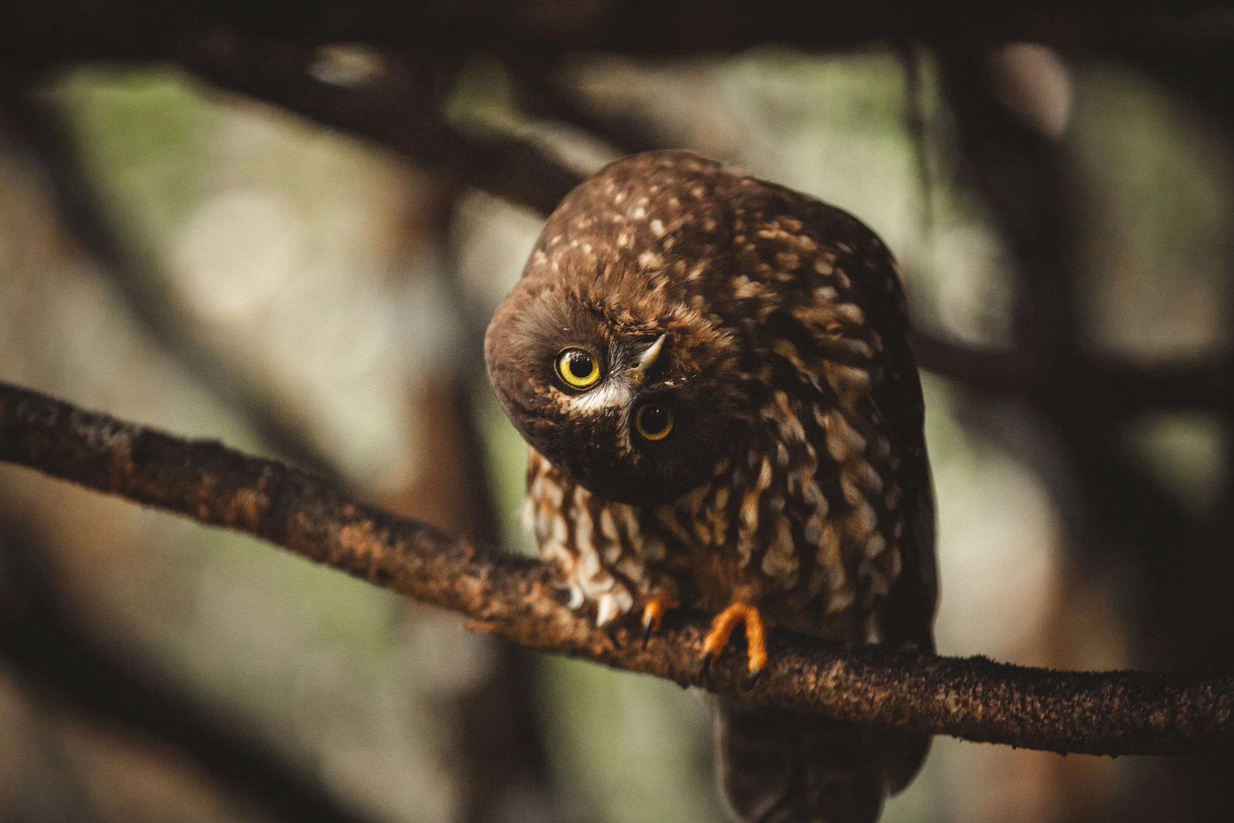 Bird_03.jpg