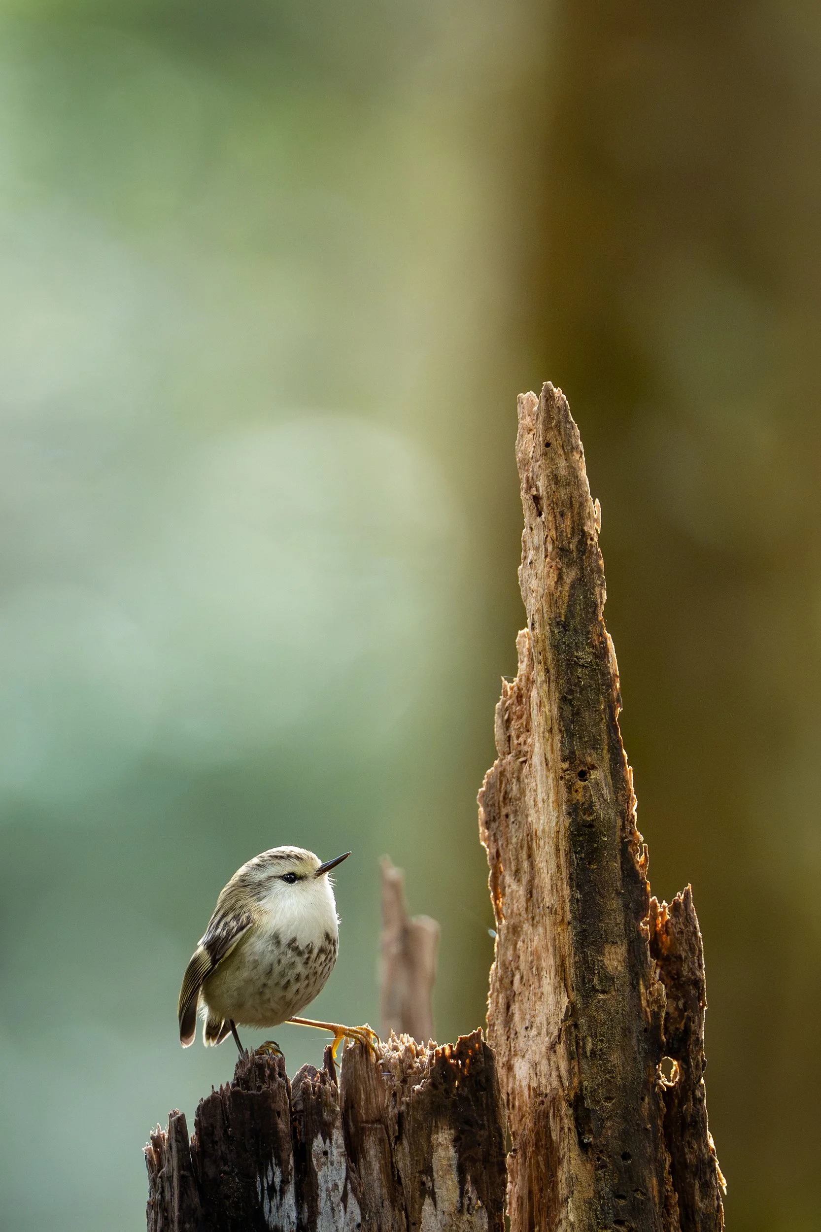 Bird_11.jpg