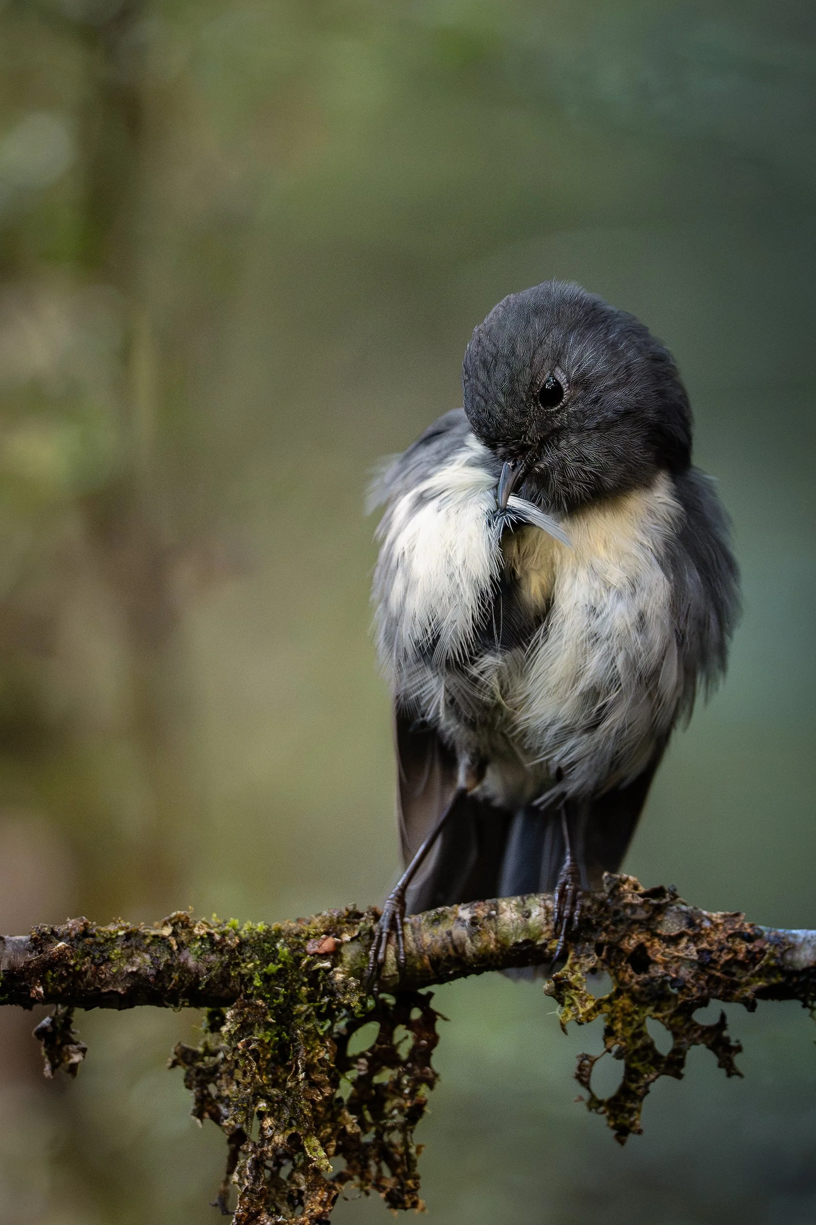 Bird_16.jpg