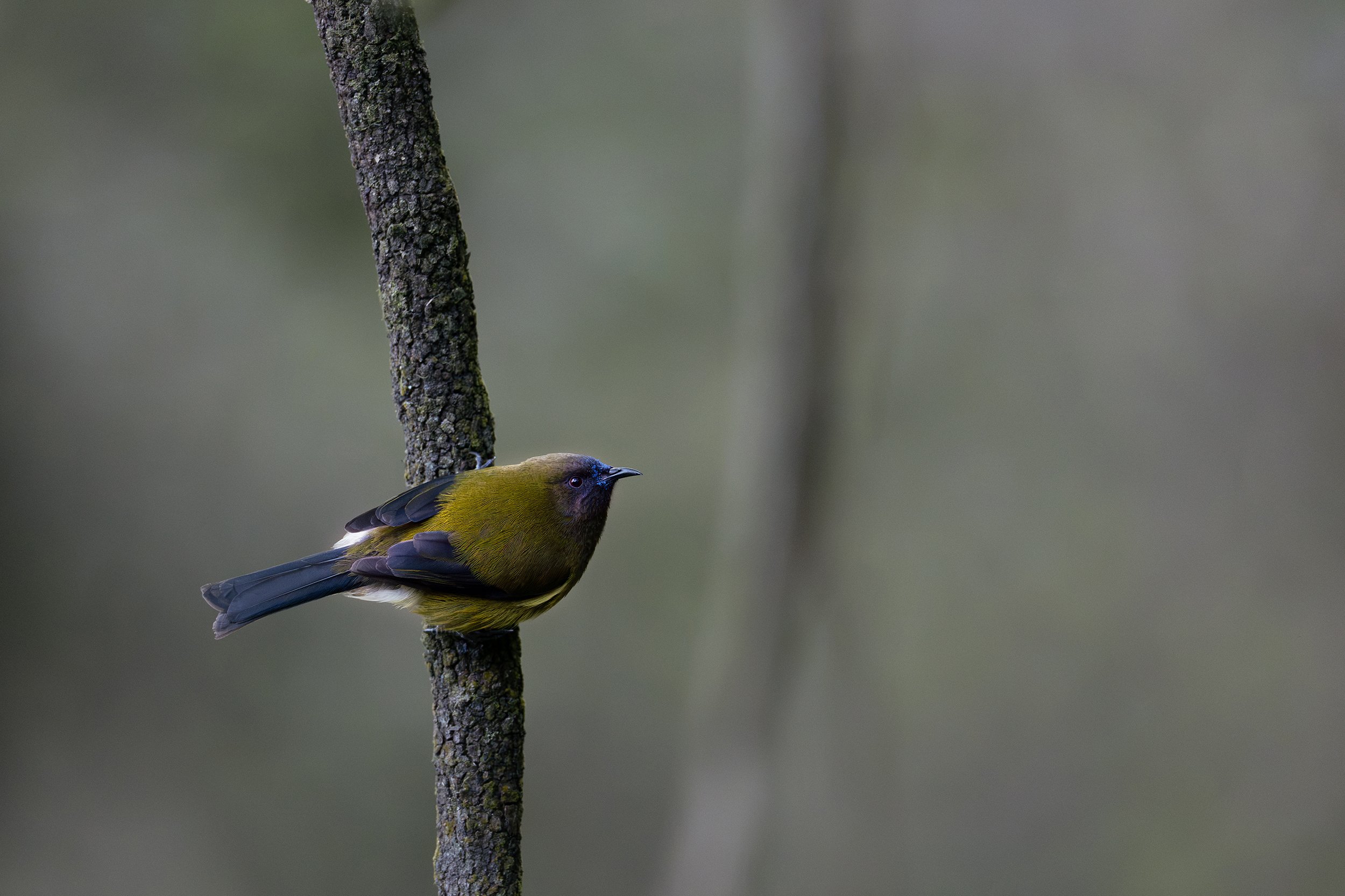 Bird_07.jpg