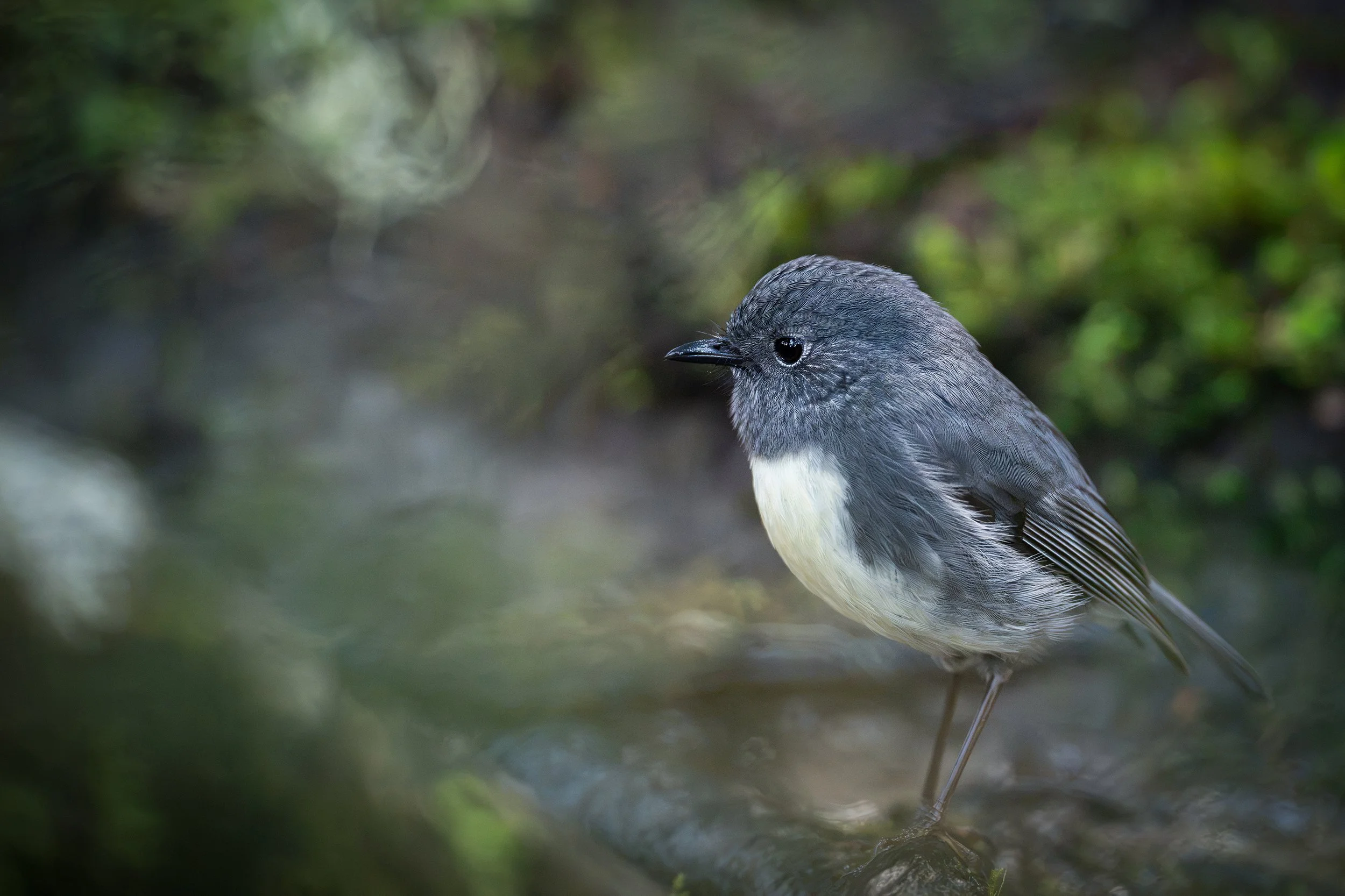 Bird_17.jpg