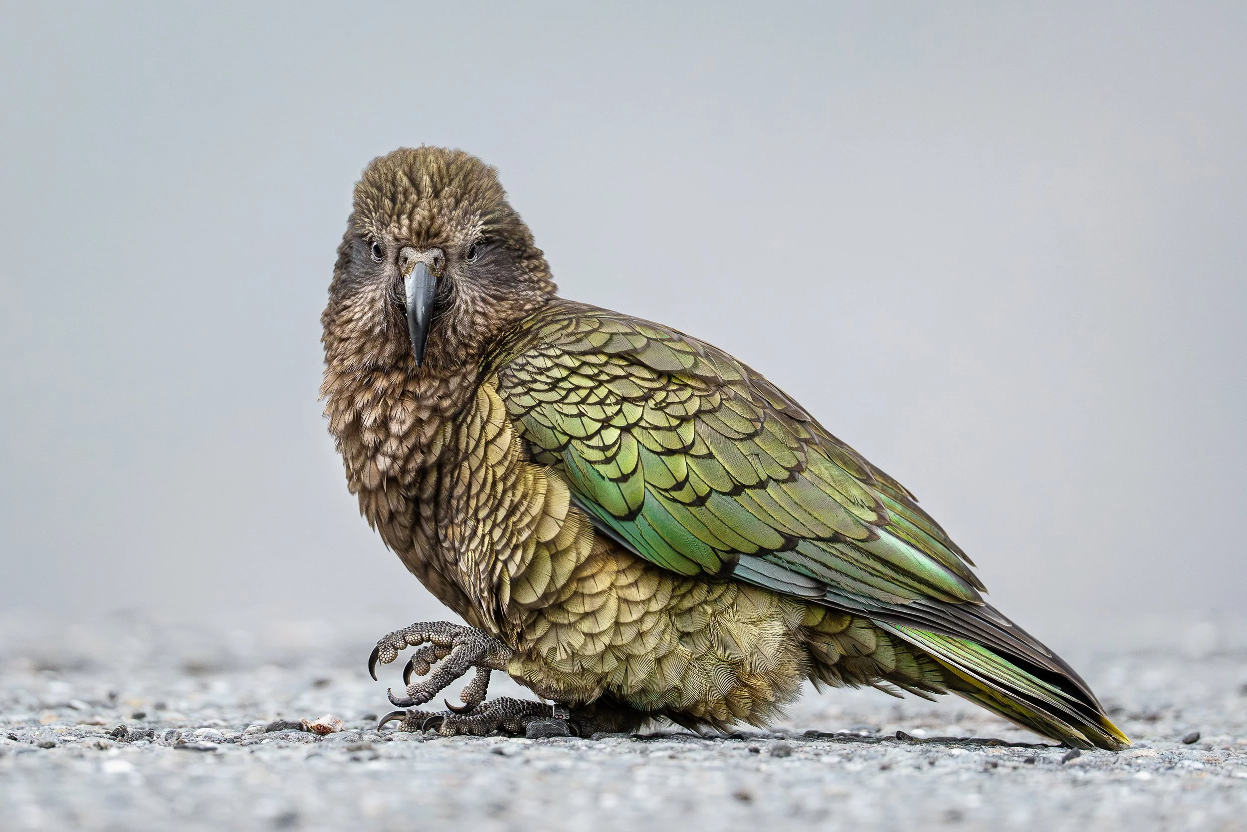 Bird_14.jpg