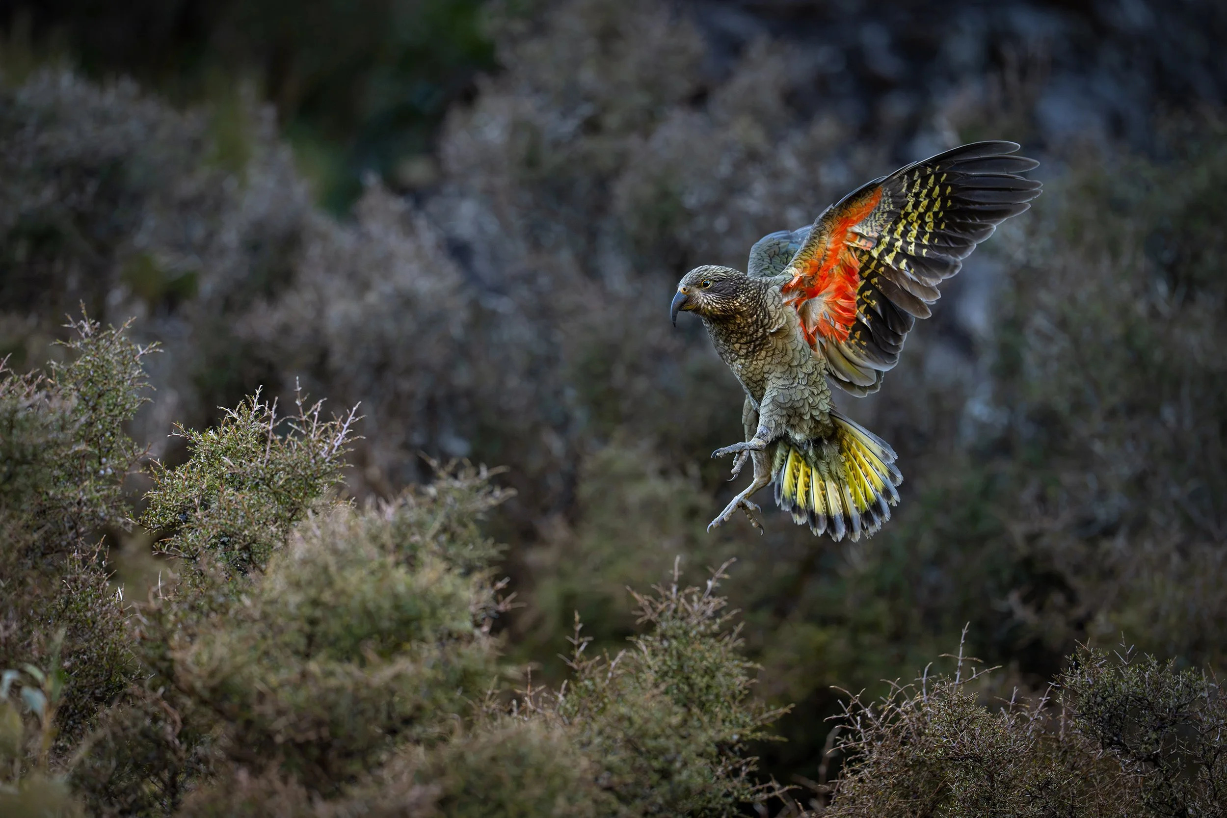 Bird_08.jpg