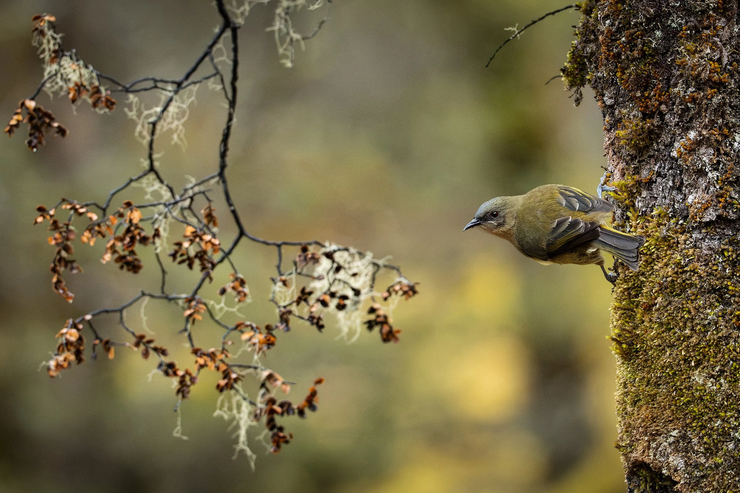 Bird_12.jpg