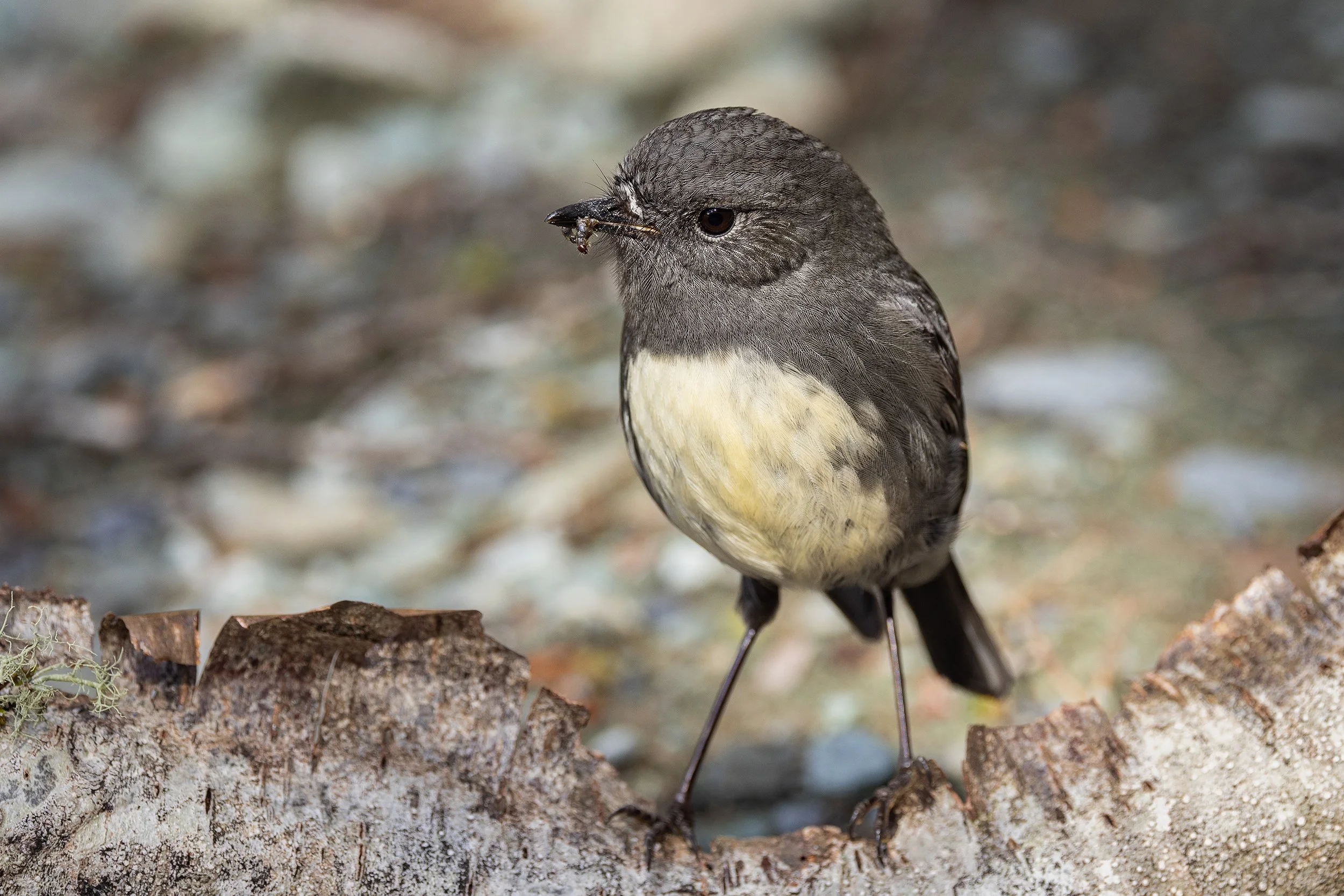 Bird_06.jpg