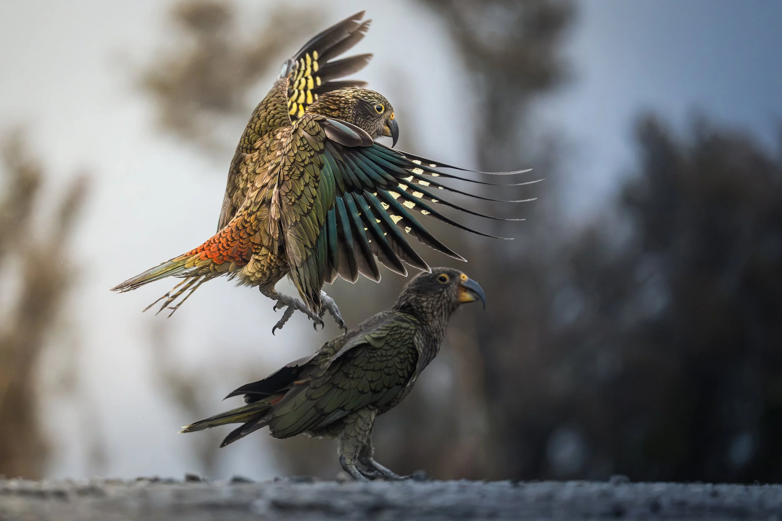 Bird_15.jpg