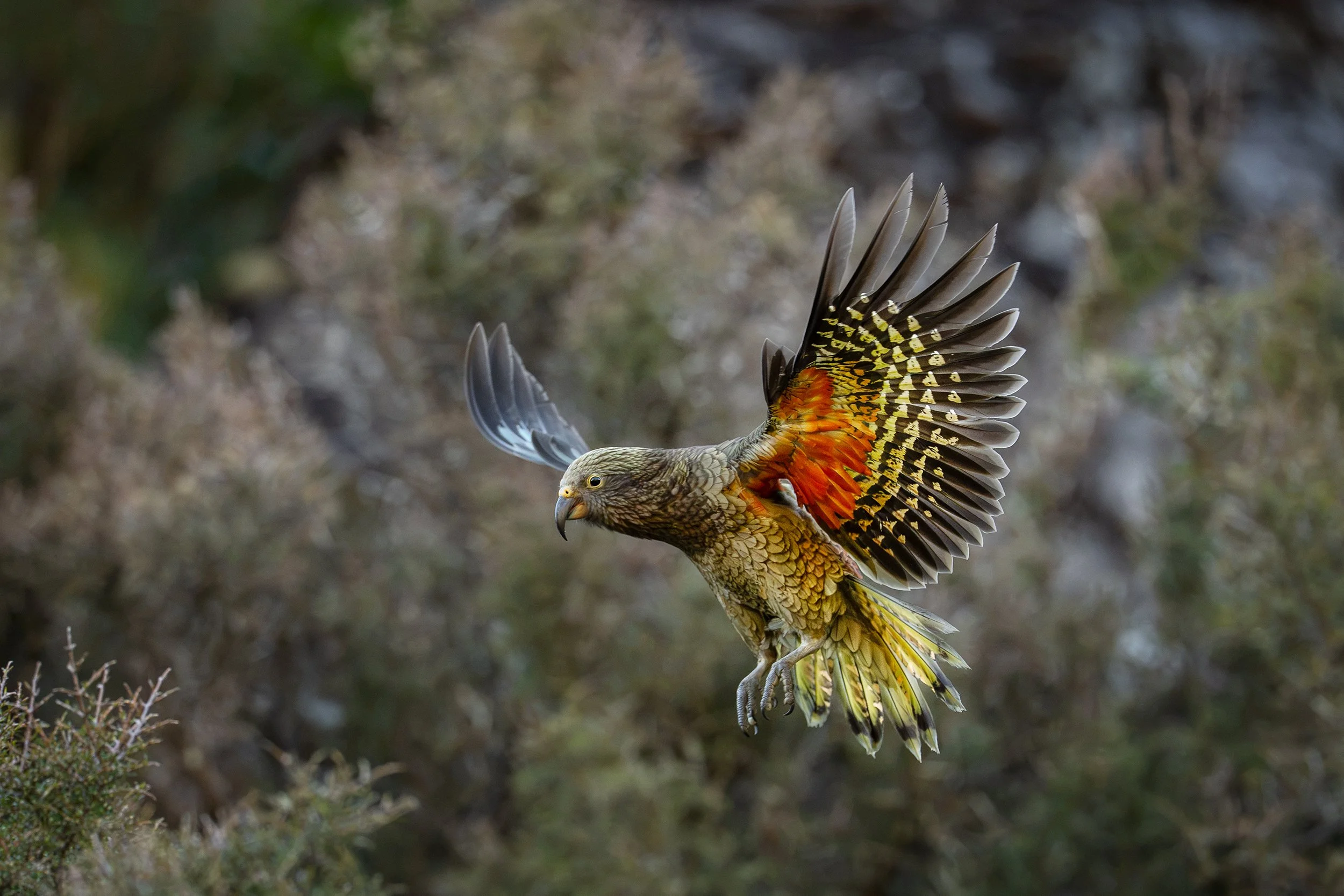 Bird_09.jpg