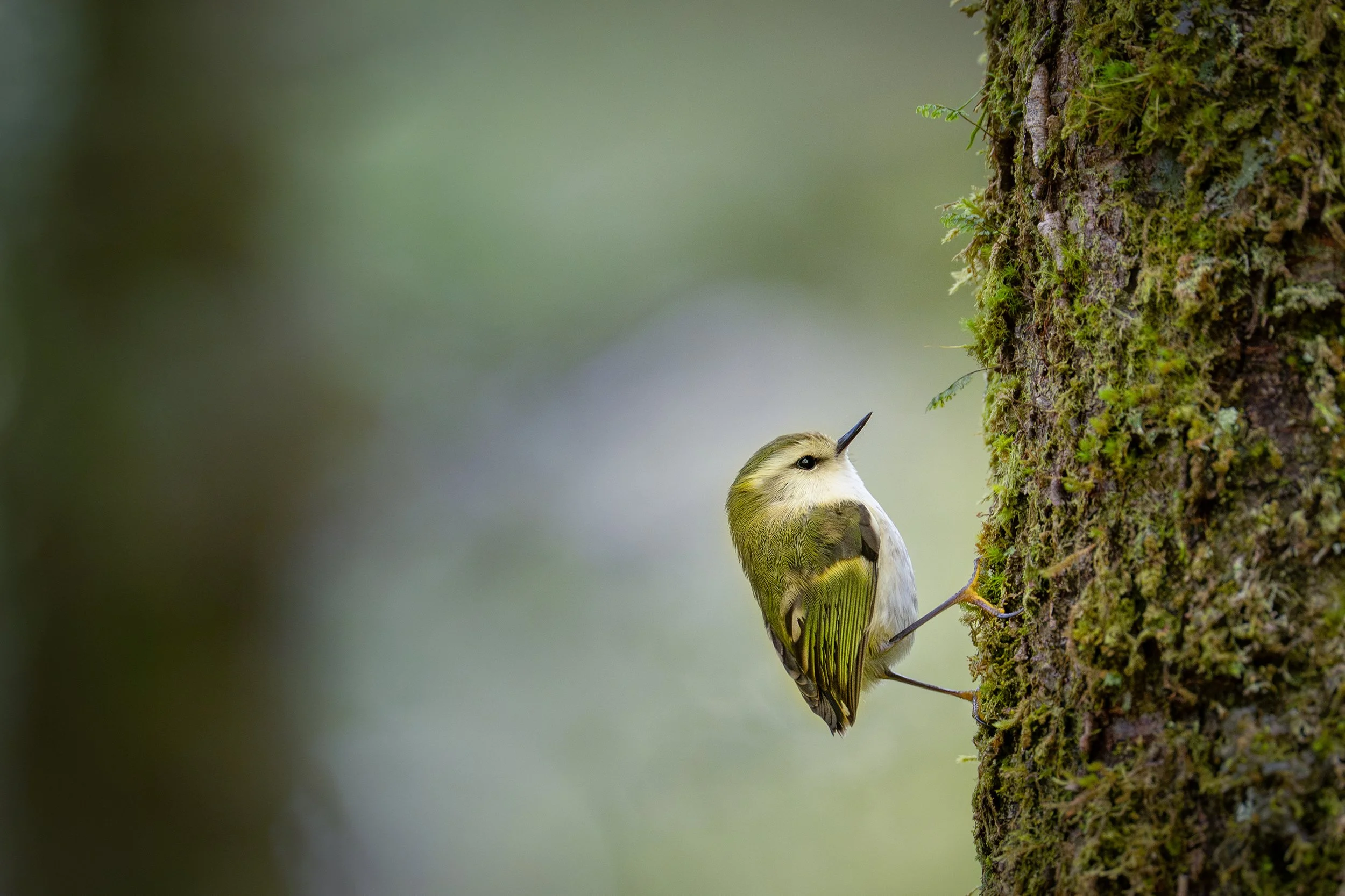 Bird_10.jpg