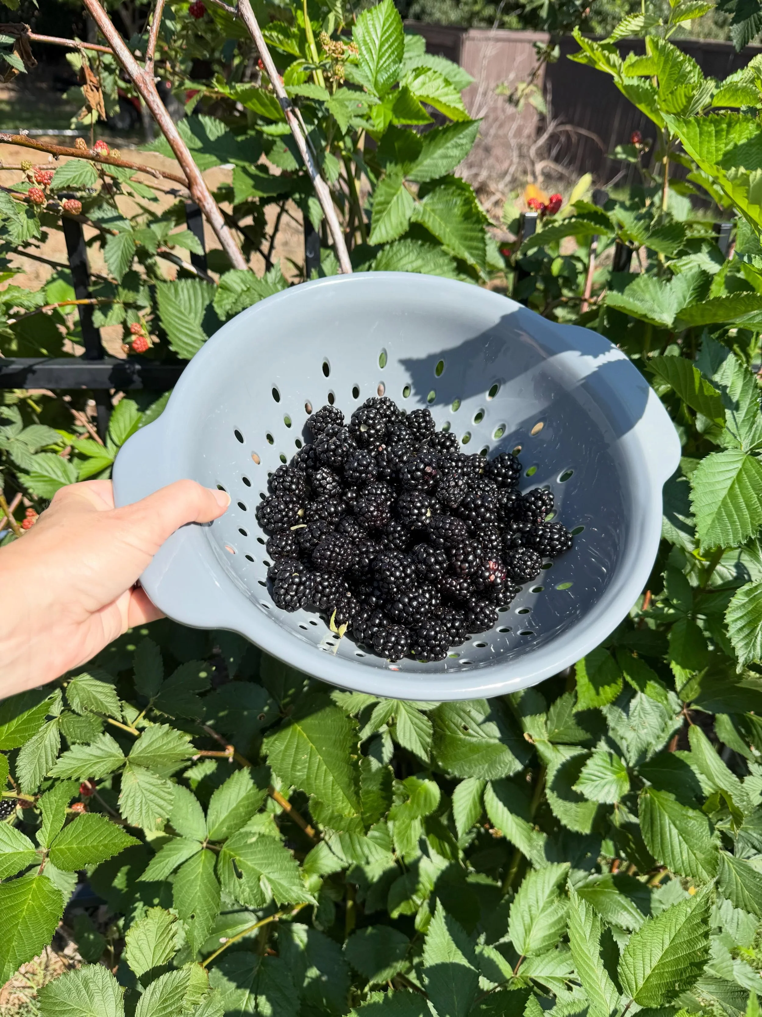 First blackberry batch of season. Strung up some branches and planted some baby bushes. 

I told @jyoung_cardad that I loved the blackberry bush as much as I love him 😜
&bull;
&bull;
&bull;
#berrybushes #homegrown #texas #springsummer #ilovemyhusban