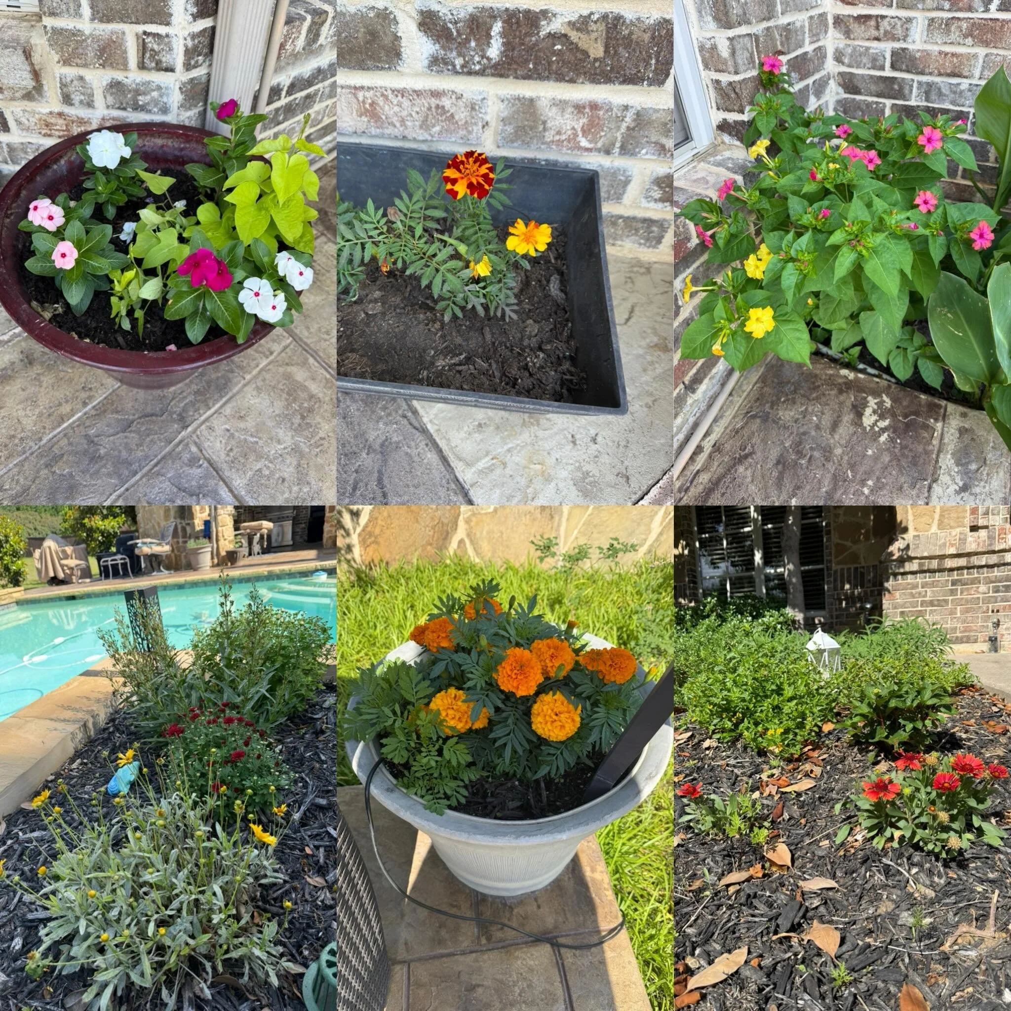 Signs of spring in Texas ☀️
&bull;
&bull;
&bull;
#gardens #flowers #homegrown #myhome