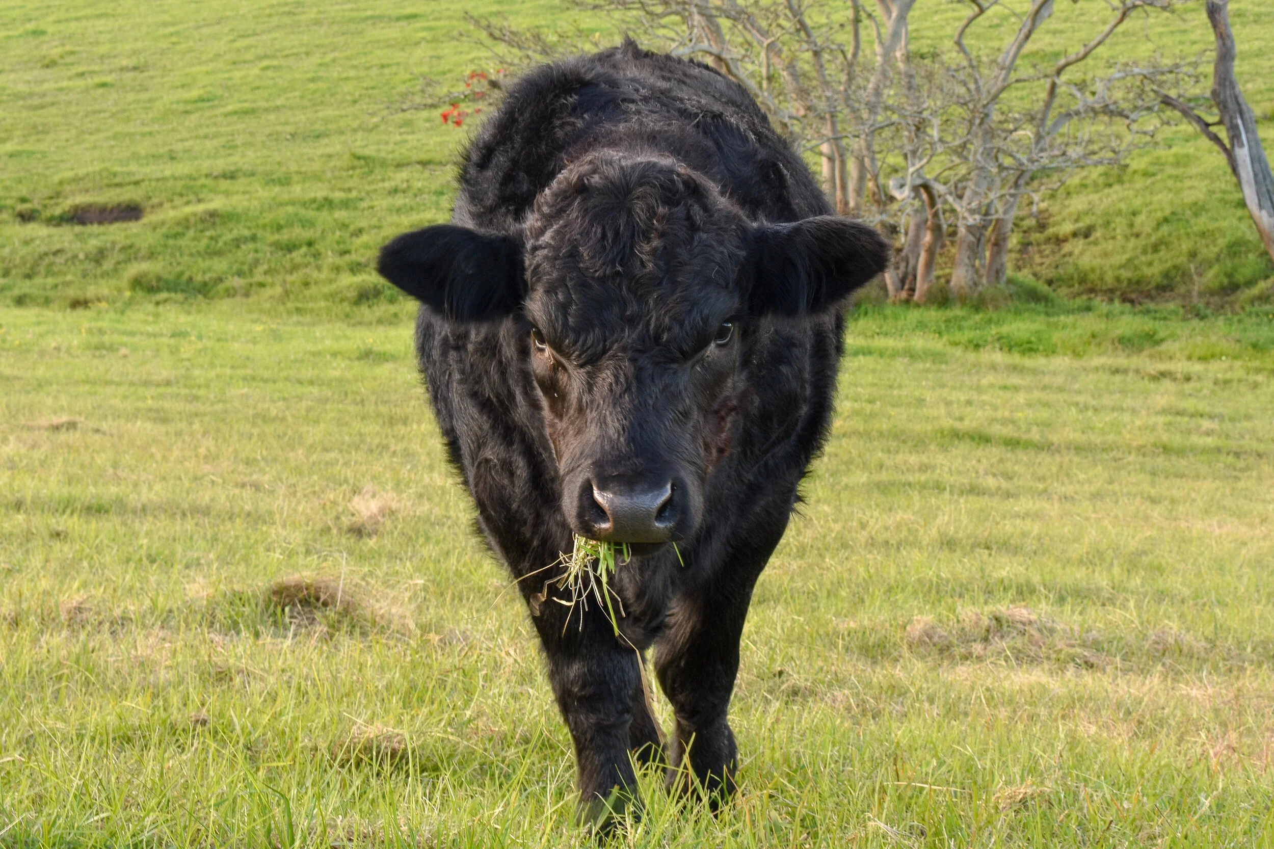 Moo Looking At Me.jpg